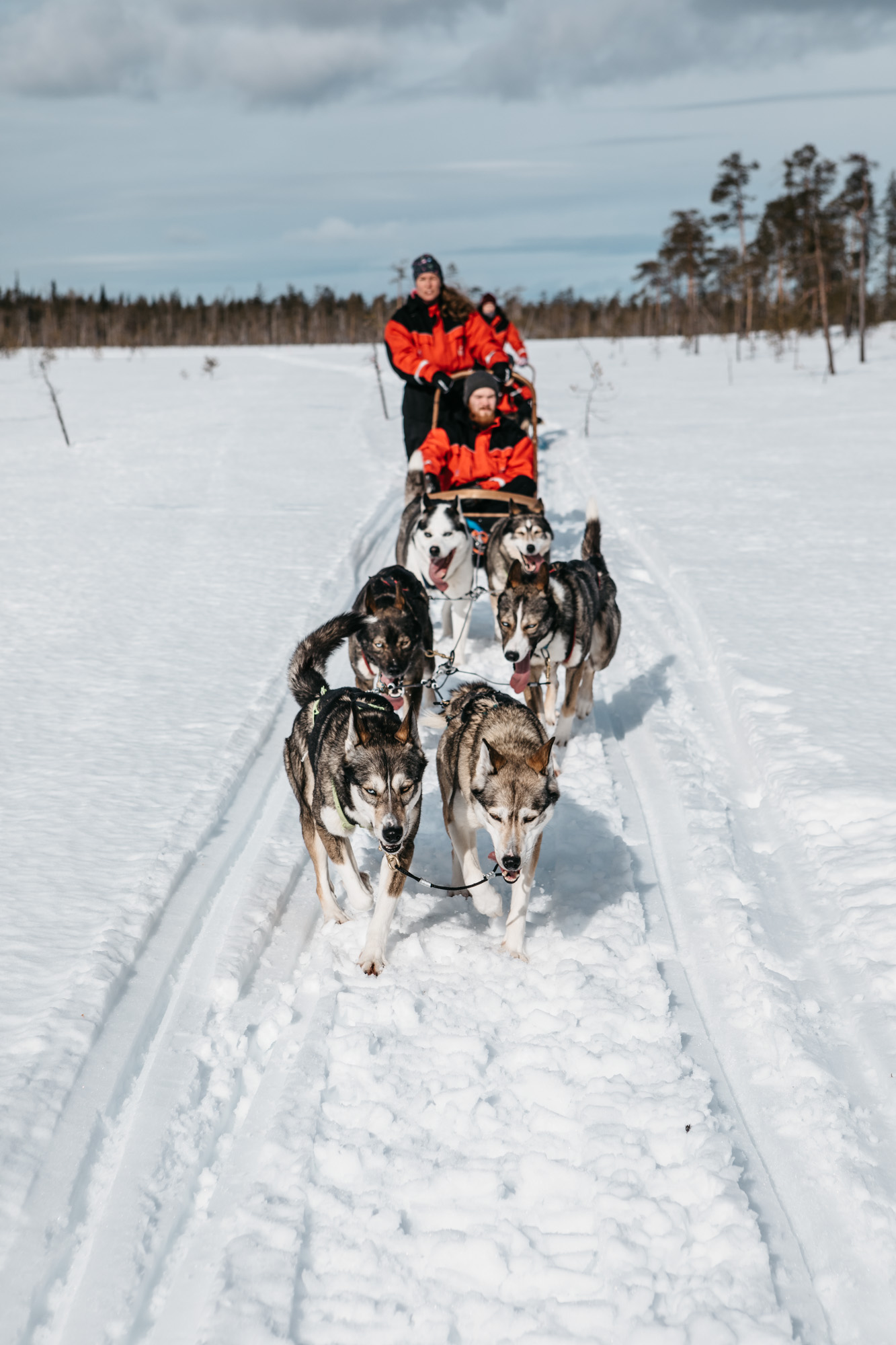 dog sledding supplies
