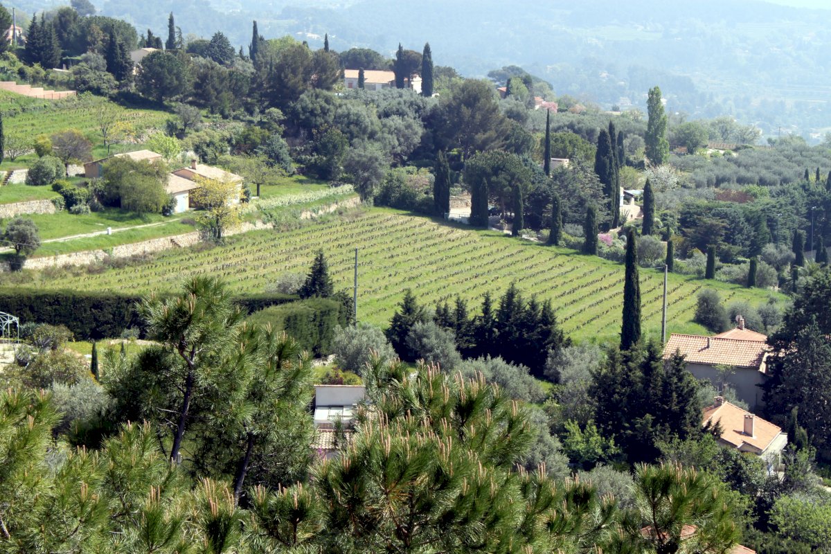 Private Provence Wine Adventure from Toulon Port
