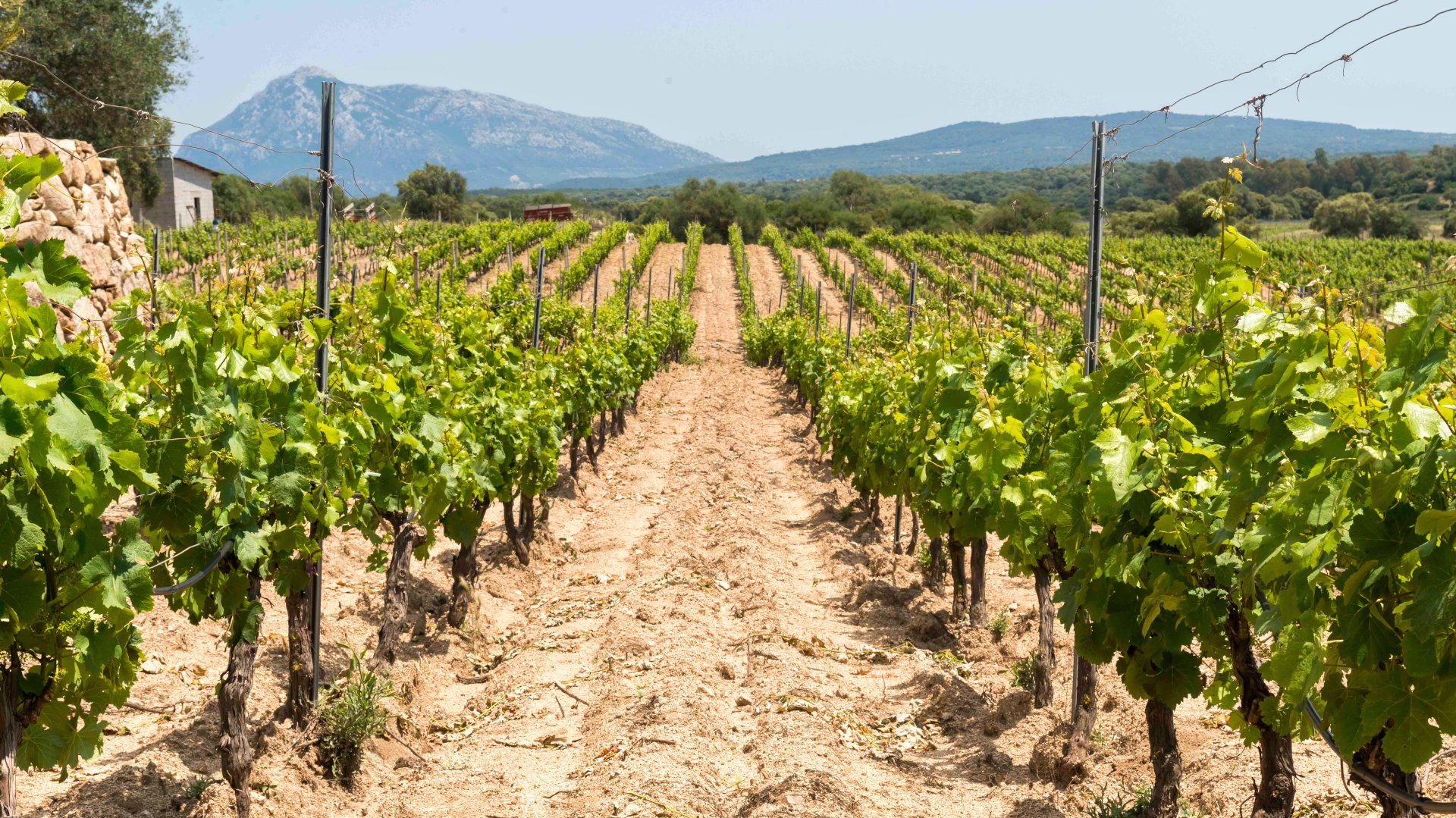 Dorgali: visit of a winery with tasting - Photo 24