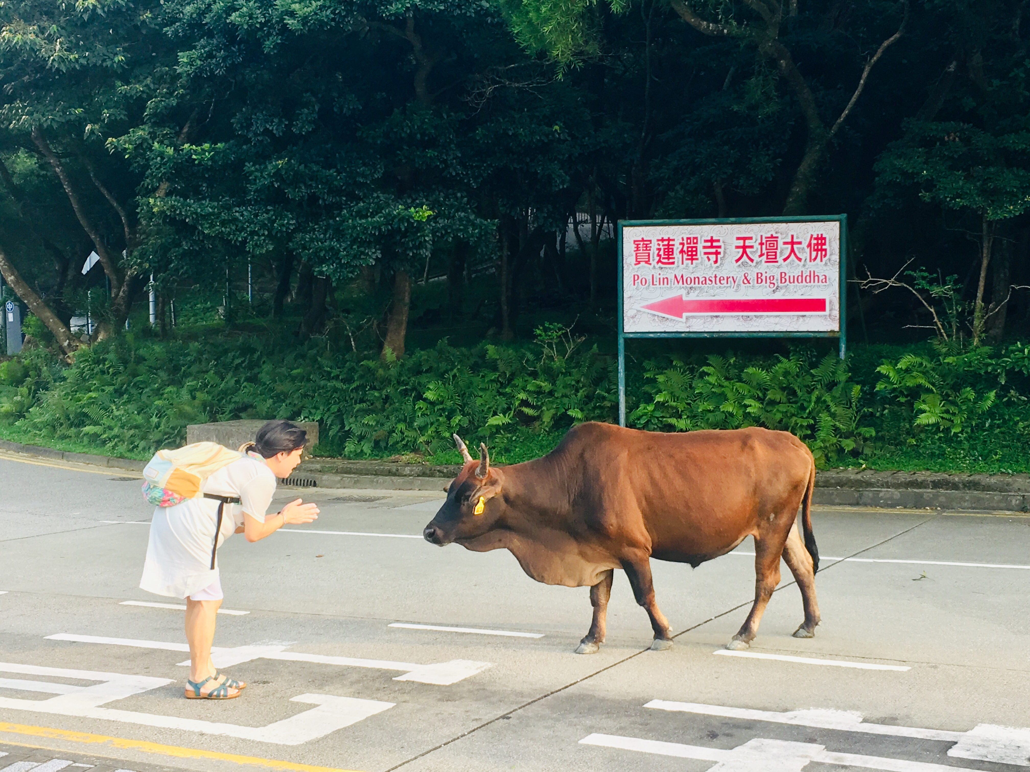 Cruise Layover Tour: Giant Buddha on Lantau Island in Private Service - Accommodations in Hong Kong