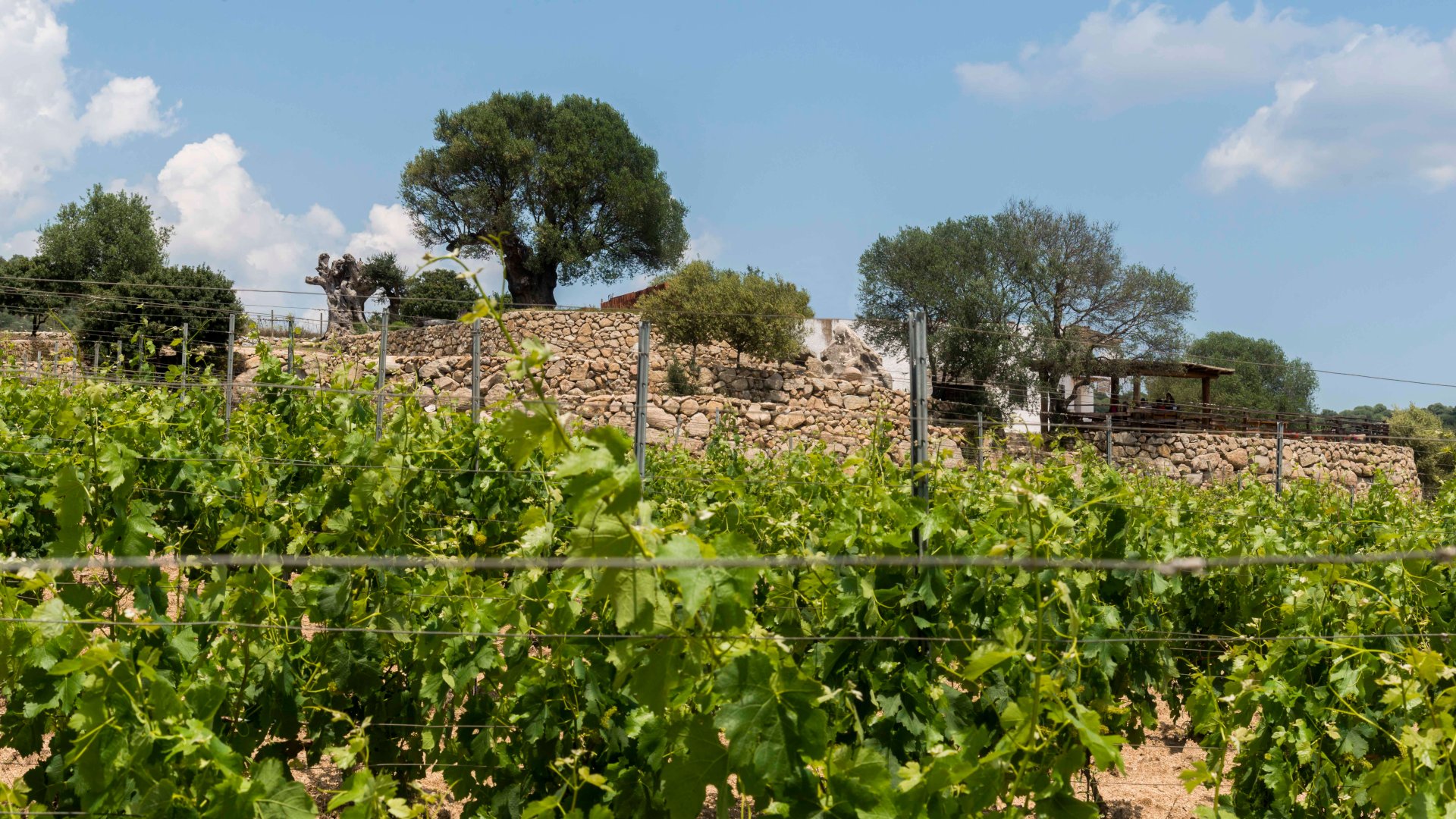 Dorgali: visit of a winery with tasting - Photo 22