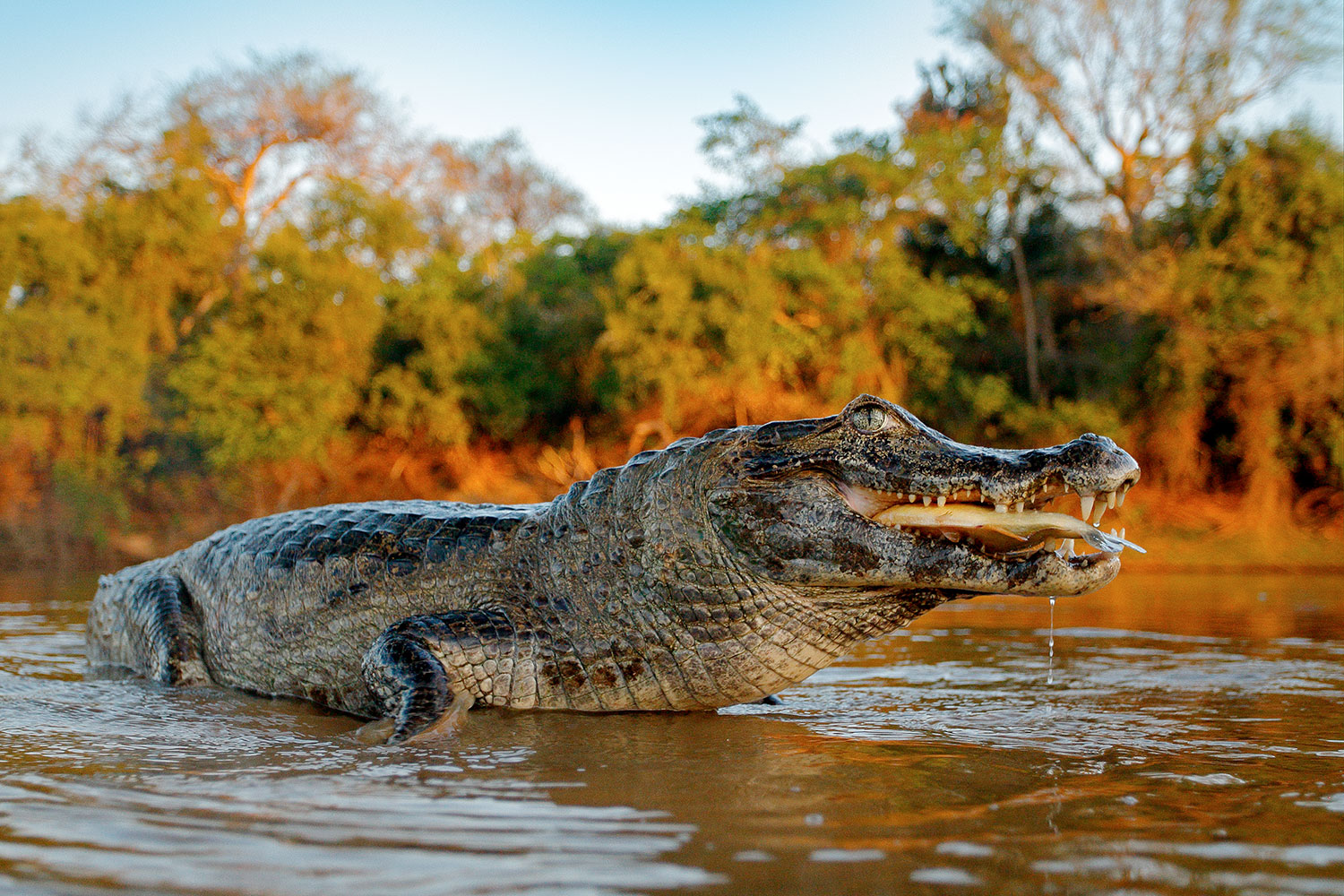 Iqu-04: Expedición al Amazonas - 4 días de maravillas de la selva tropical