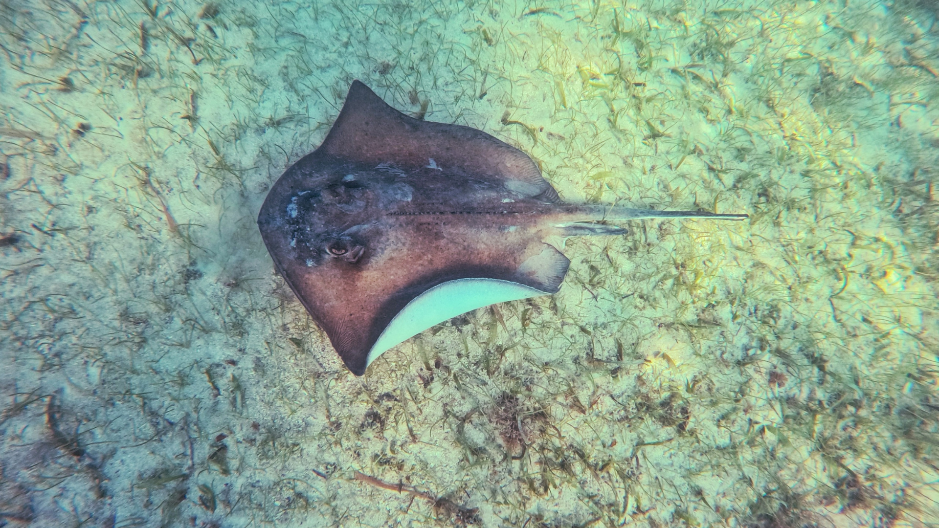 Desde Cancún: Tulum, cenote Mariposa y nada con tortugas en Akumal — 11/15