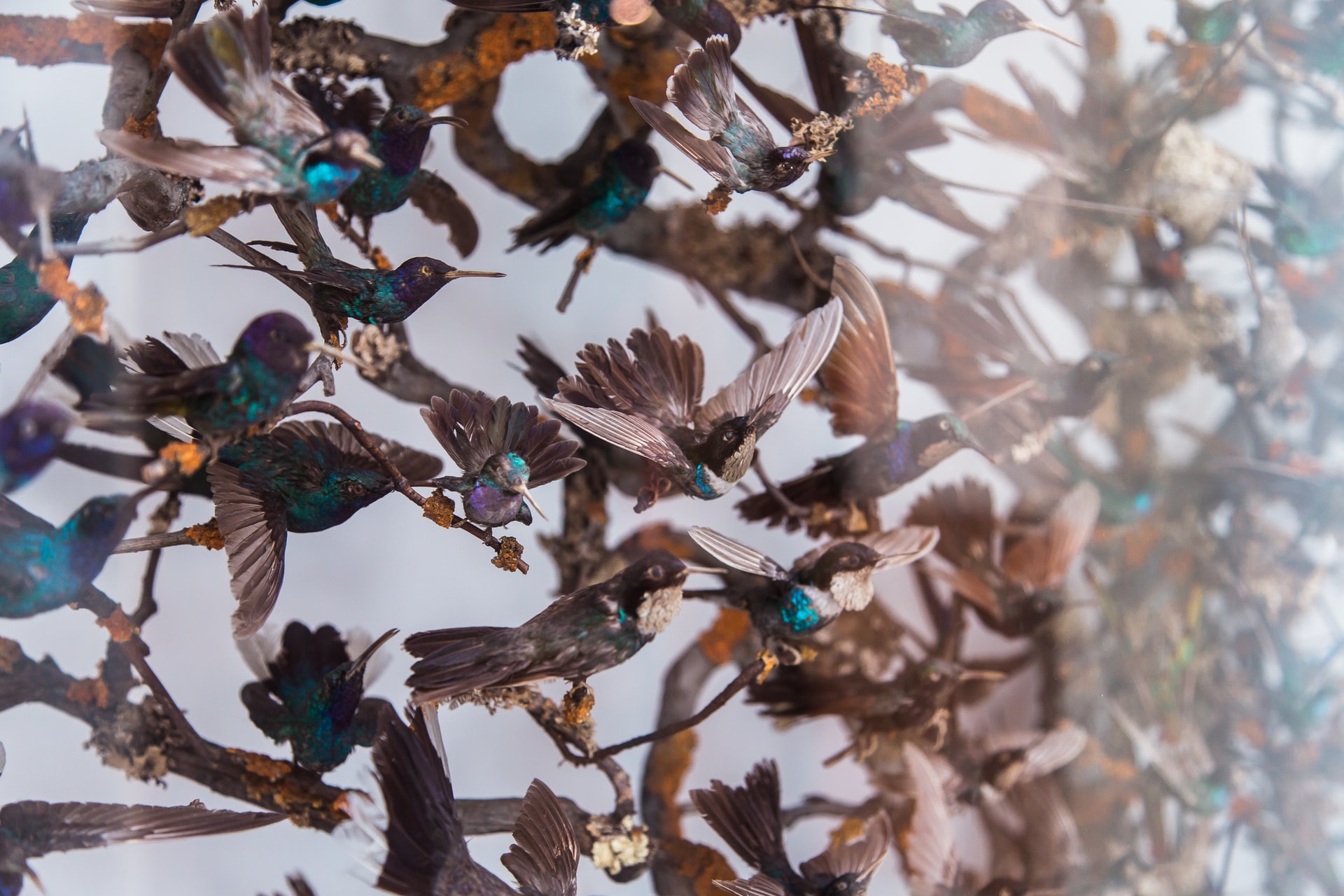 London: Natural History Museum In-App Audio Tour with a Ticket (Japanese)