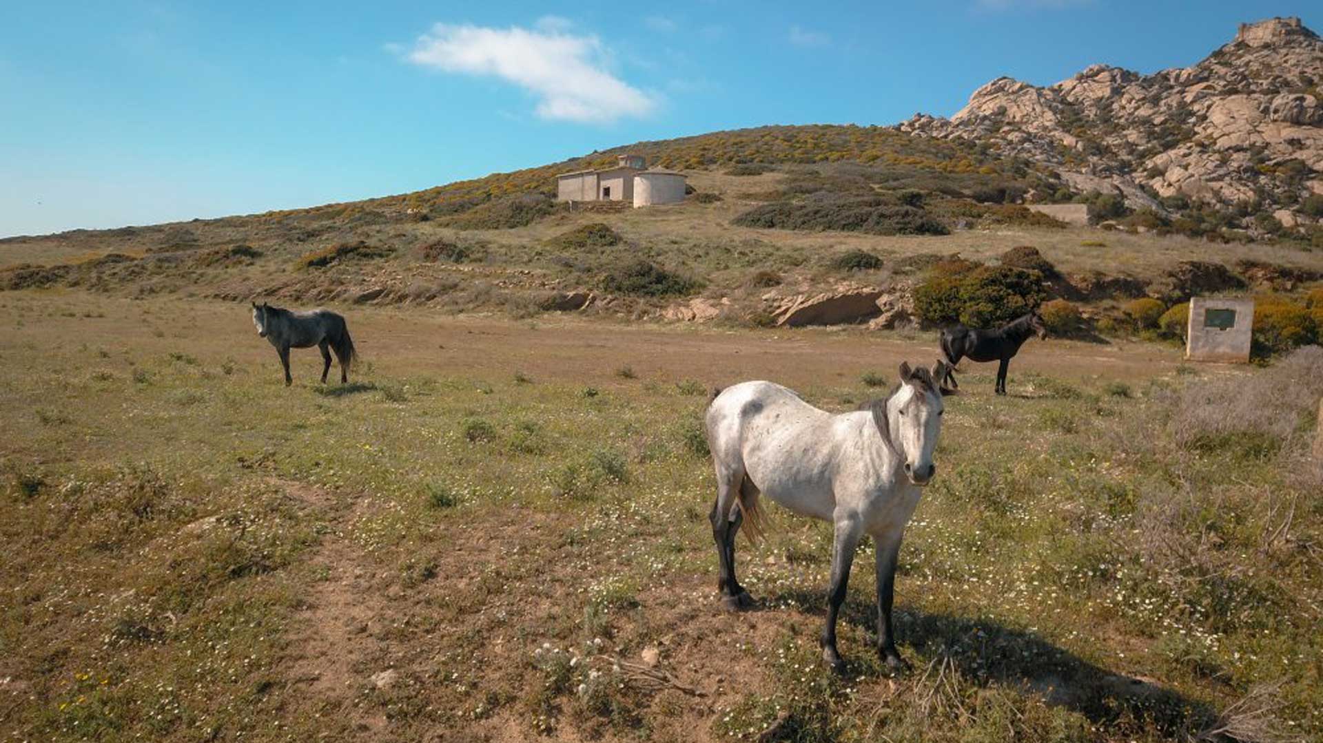 From Stintino: sailboat tour to Asinara with lunch - Photo 18
