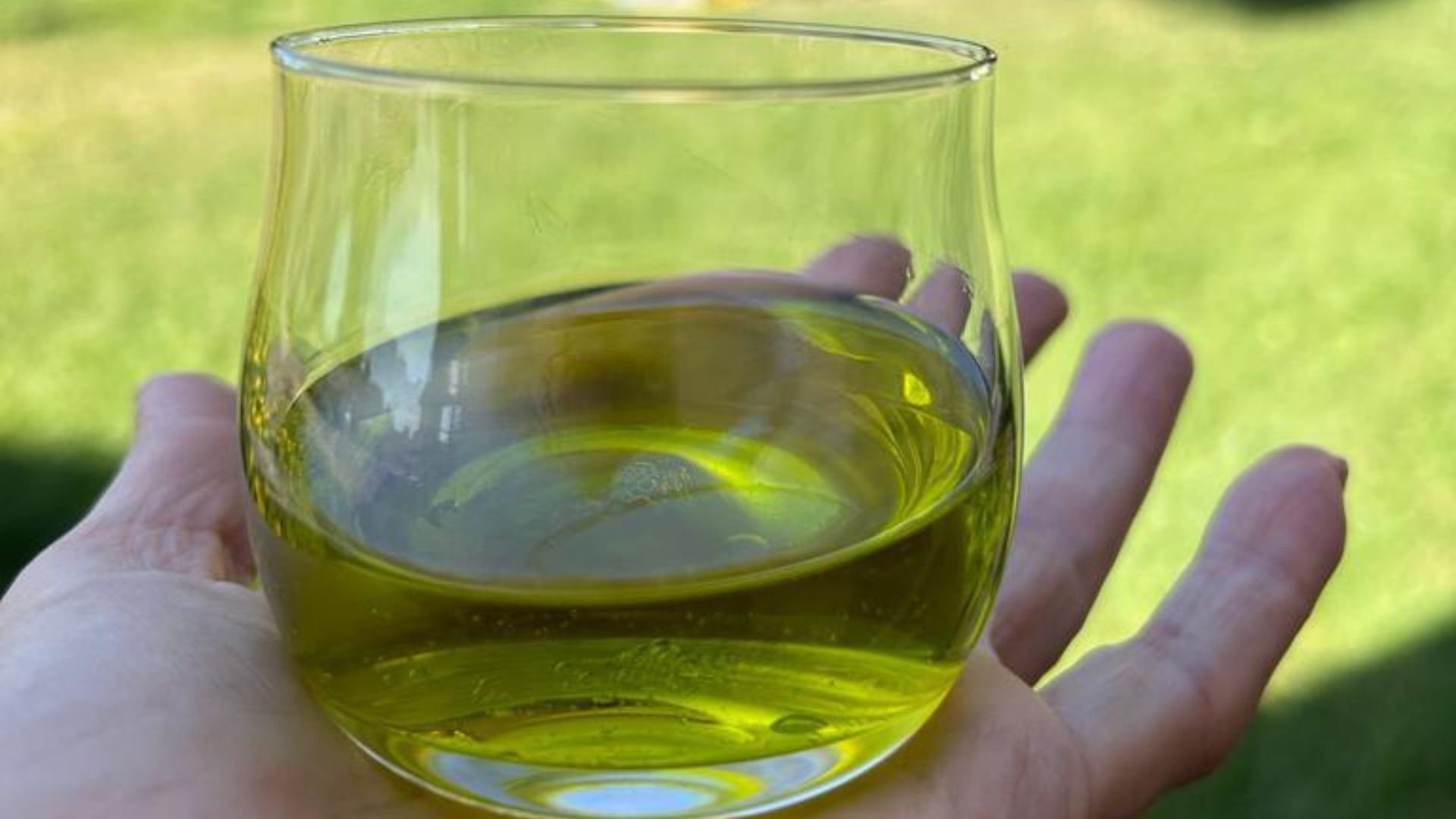 Walk among the olive trees and guided tasting in Oristano - Photo 10