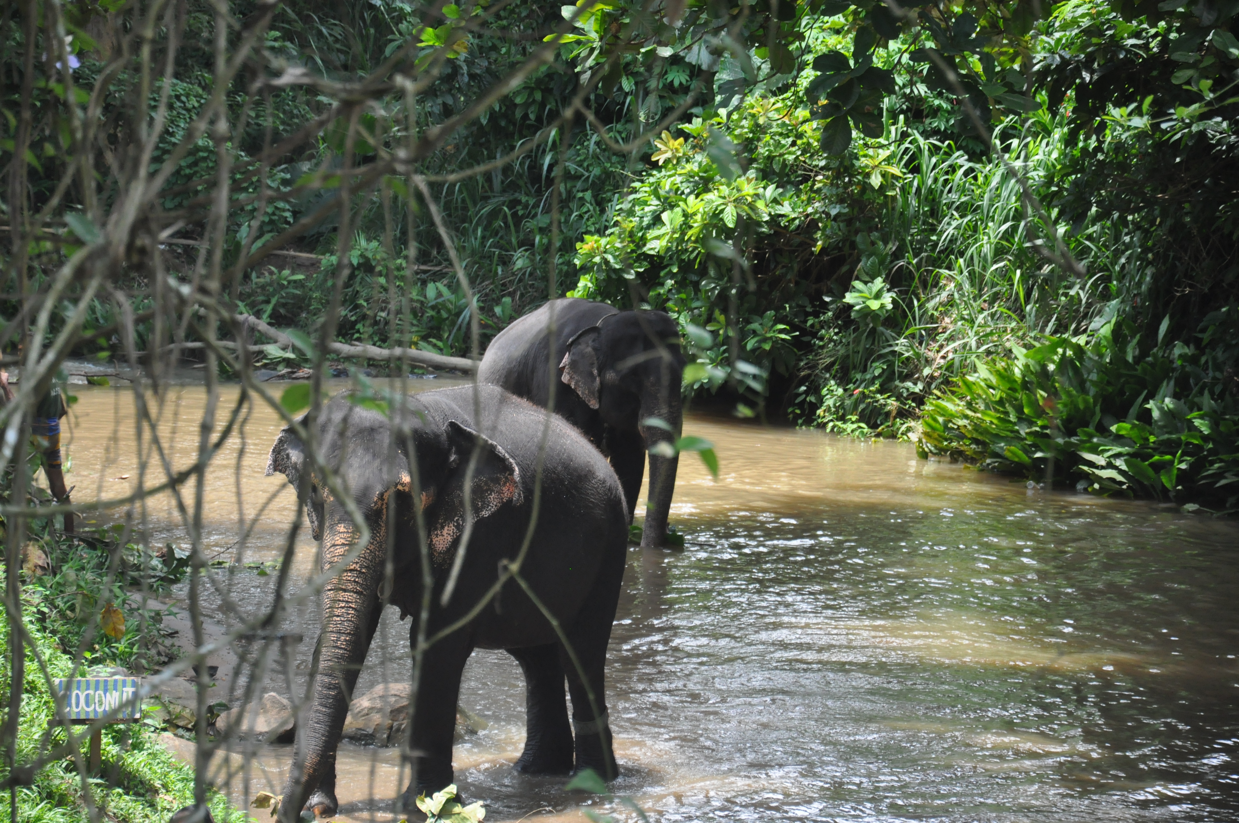Millennium Elephant Foundation from Colombo Seaport (Private Day Tour)
