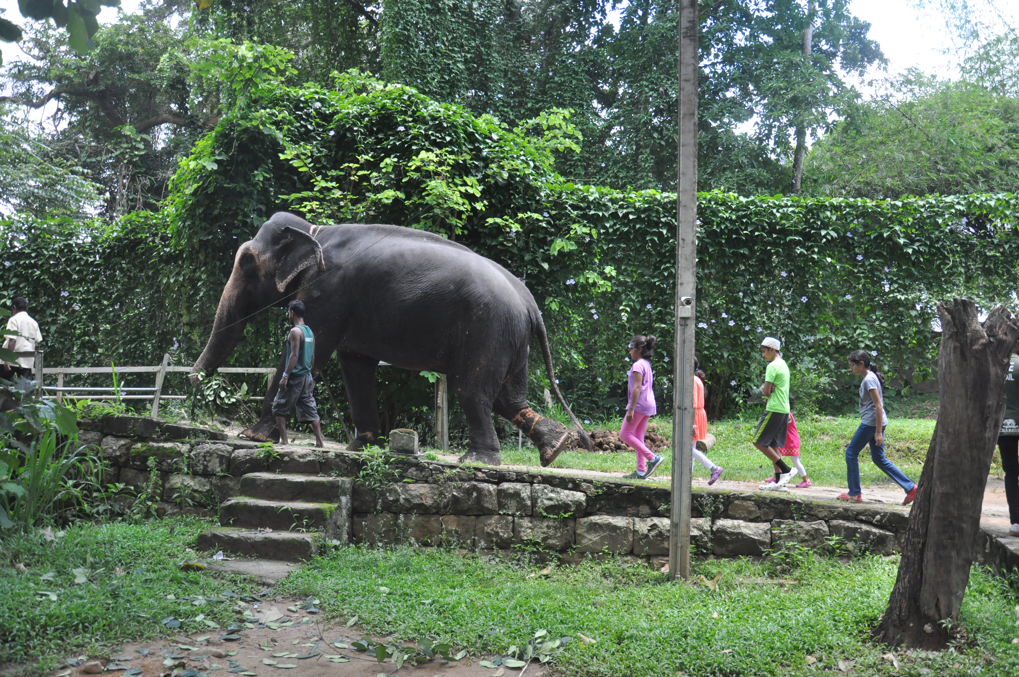 Millennium Elephant Foundation from Colombo Seaport (Private Day Tour)
