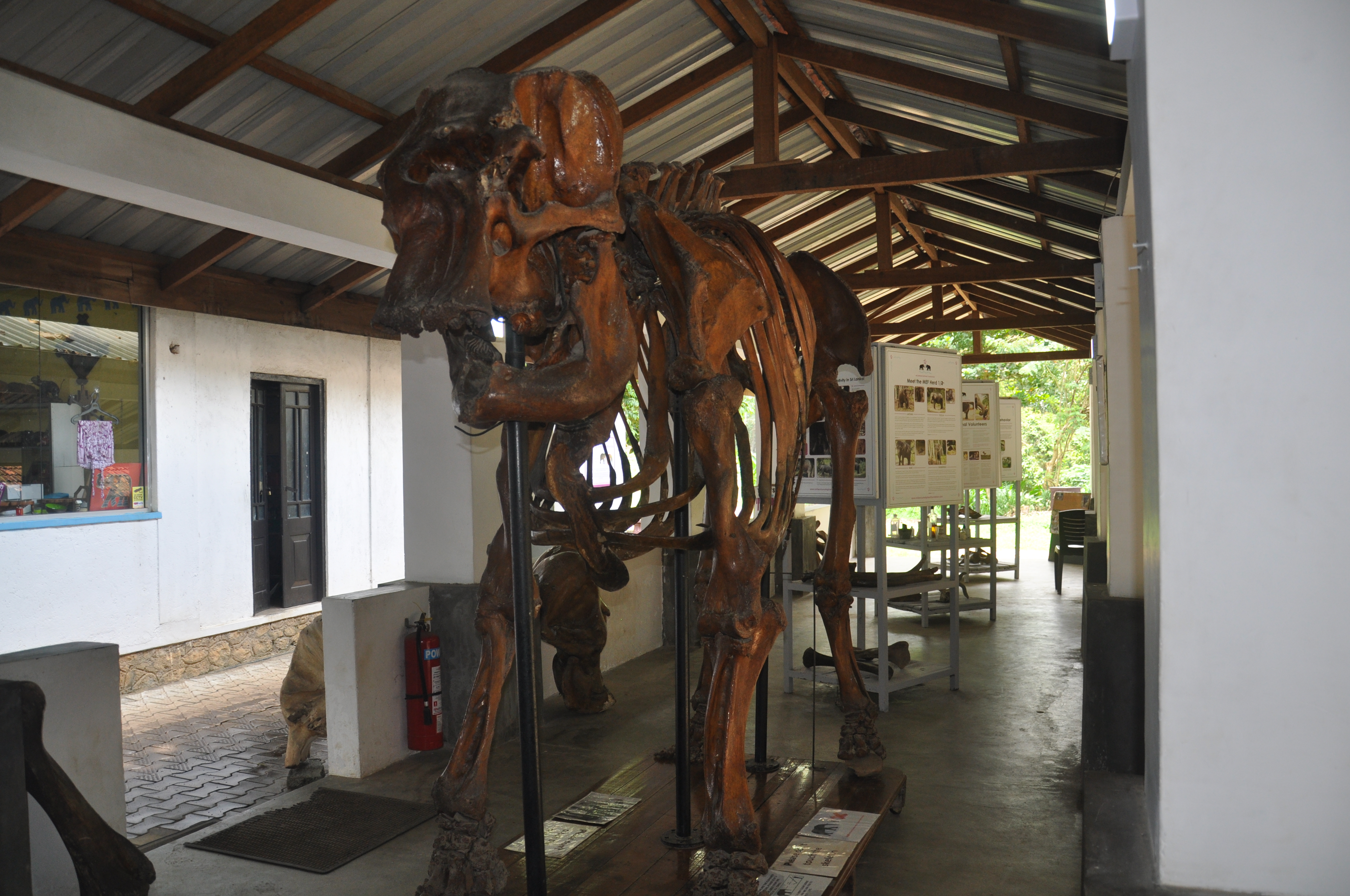 Millennium Elephant Foundation from Colombo Seaport (Private Day Tour)