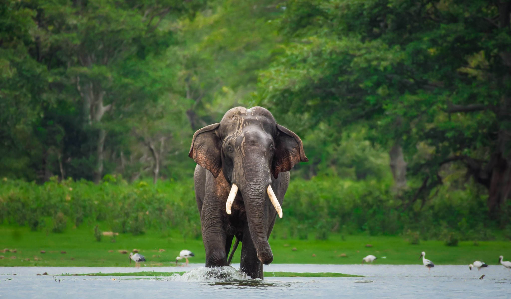 Kalawewa National Park Private Safari with Naturalist