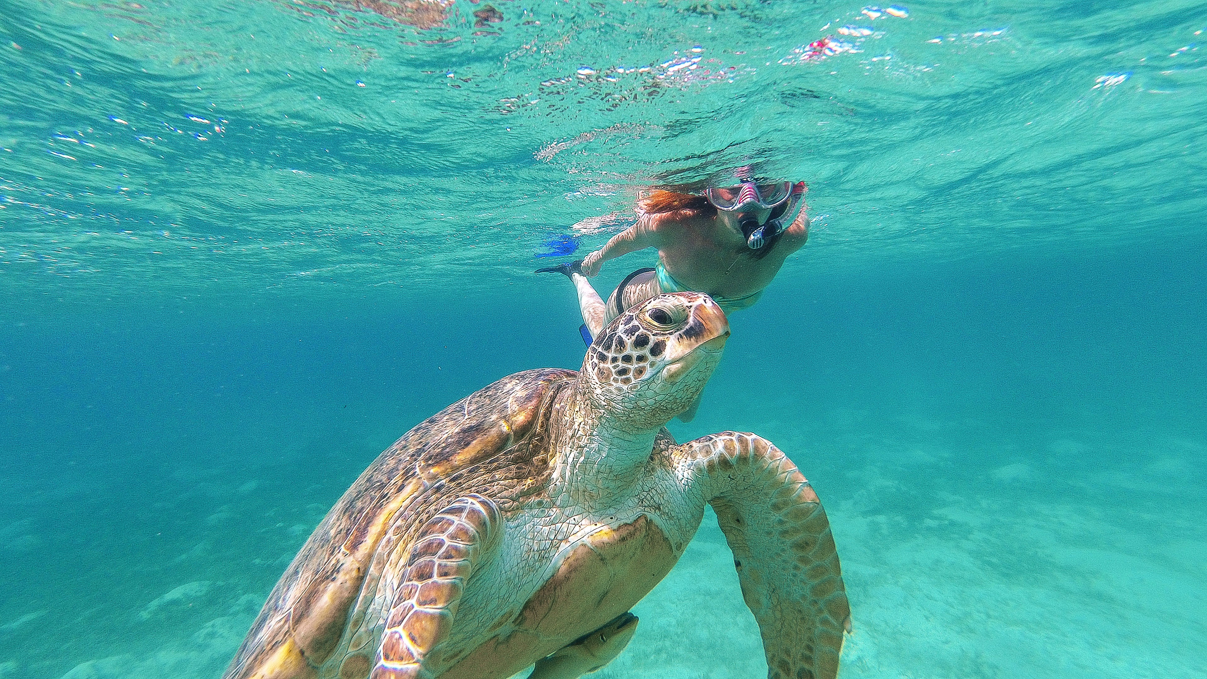 Encuentro con tortugas y esnórquel en el arrecife en Akumal — 8/10