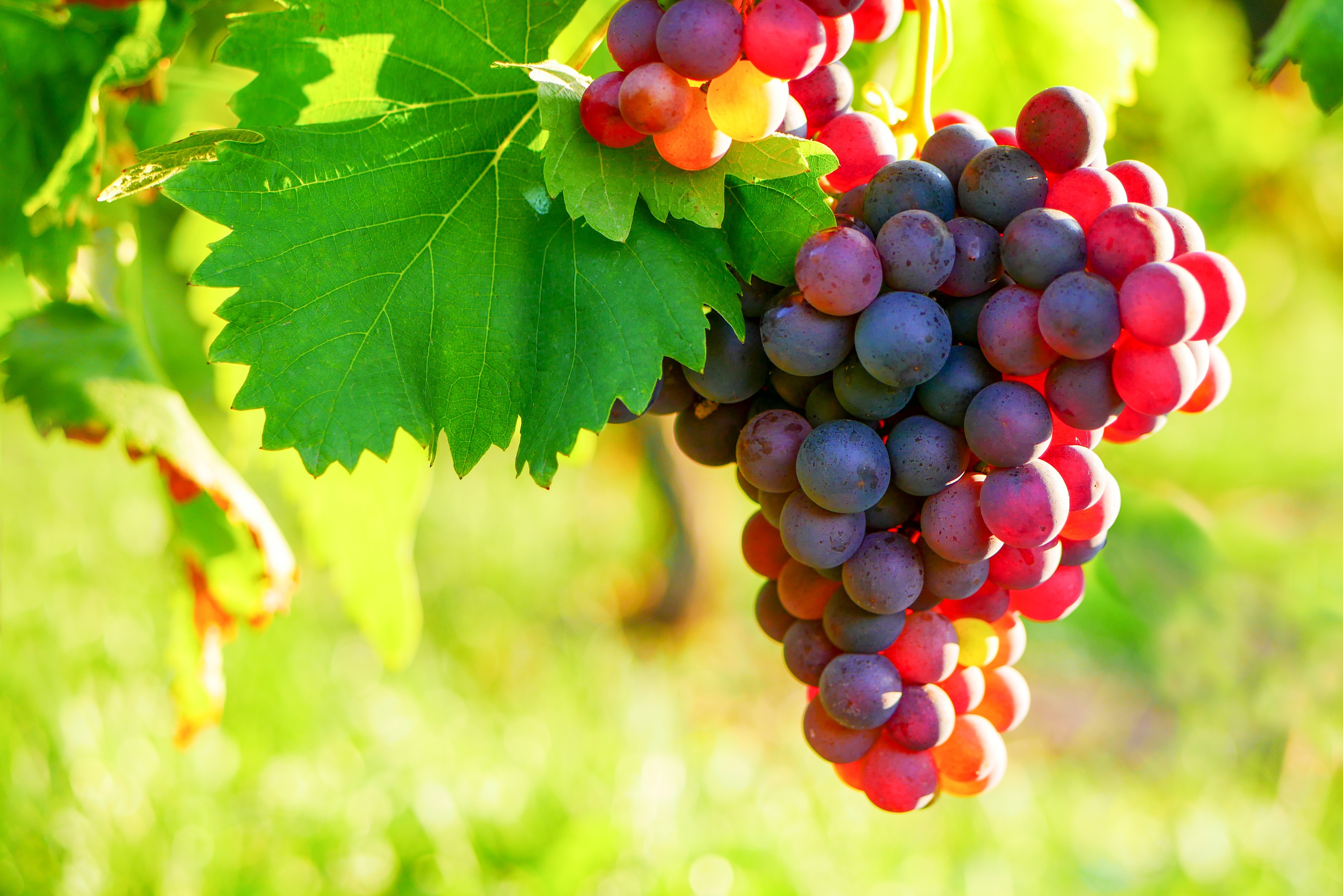 Provencal Market & Wine Tasting Private Tour from Nice – Image 2 | WeShare