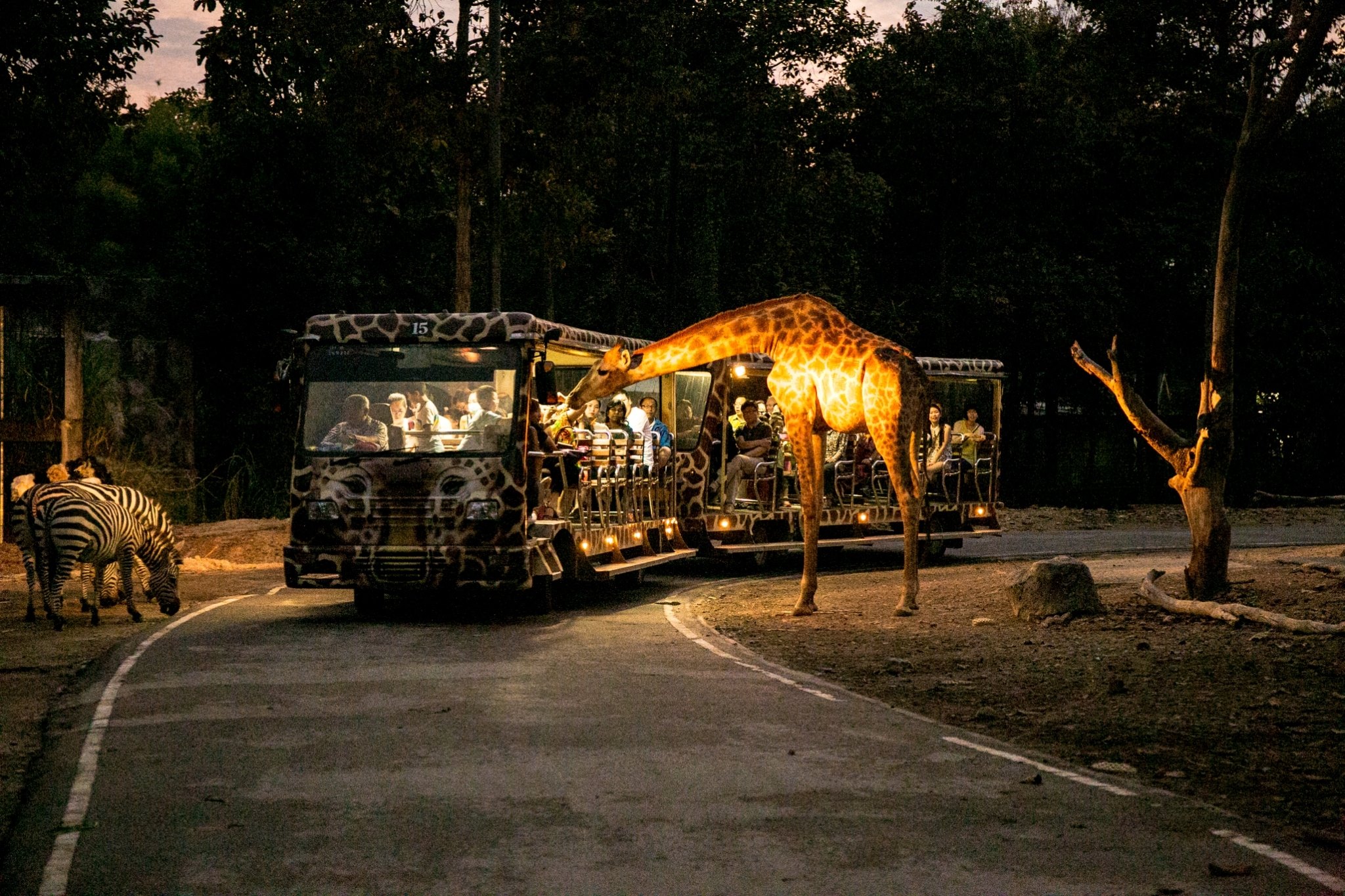 Parque Safari diurno o nocturno de Chiang Mai - Foto 3