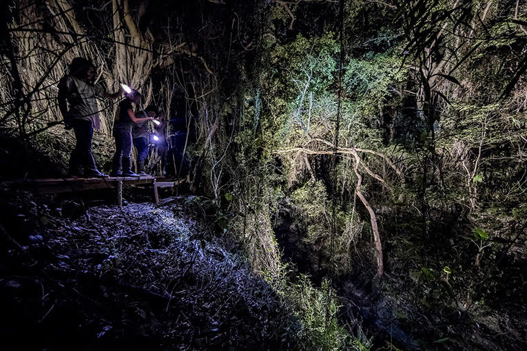 夜のジャングル探検 ウワーガージャングルツアー Jj Activity