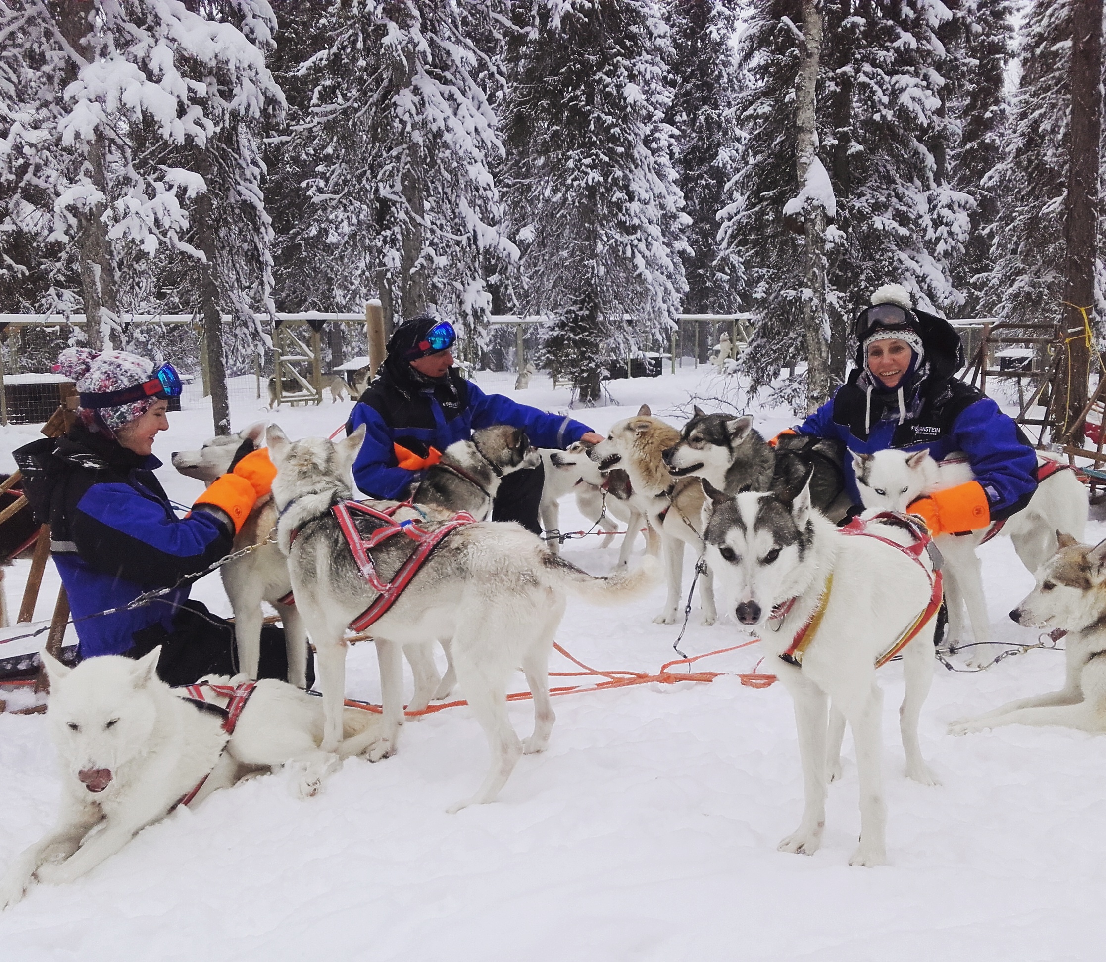 Visita alla Fattoria degli Husky e Safari in Slitta in Gruppo Ridotto - Alloggi in Rovaniemi
