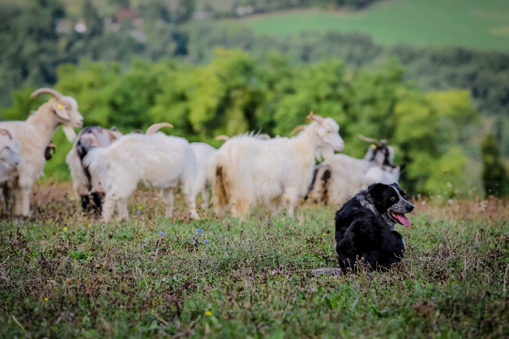 San Leo Cashmere: Farm Experience - Photo 12