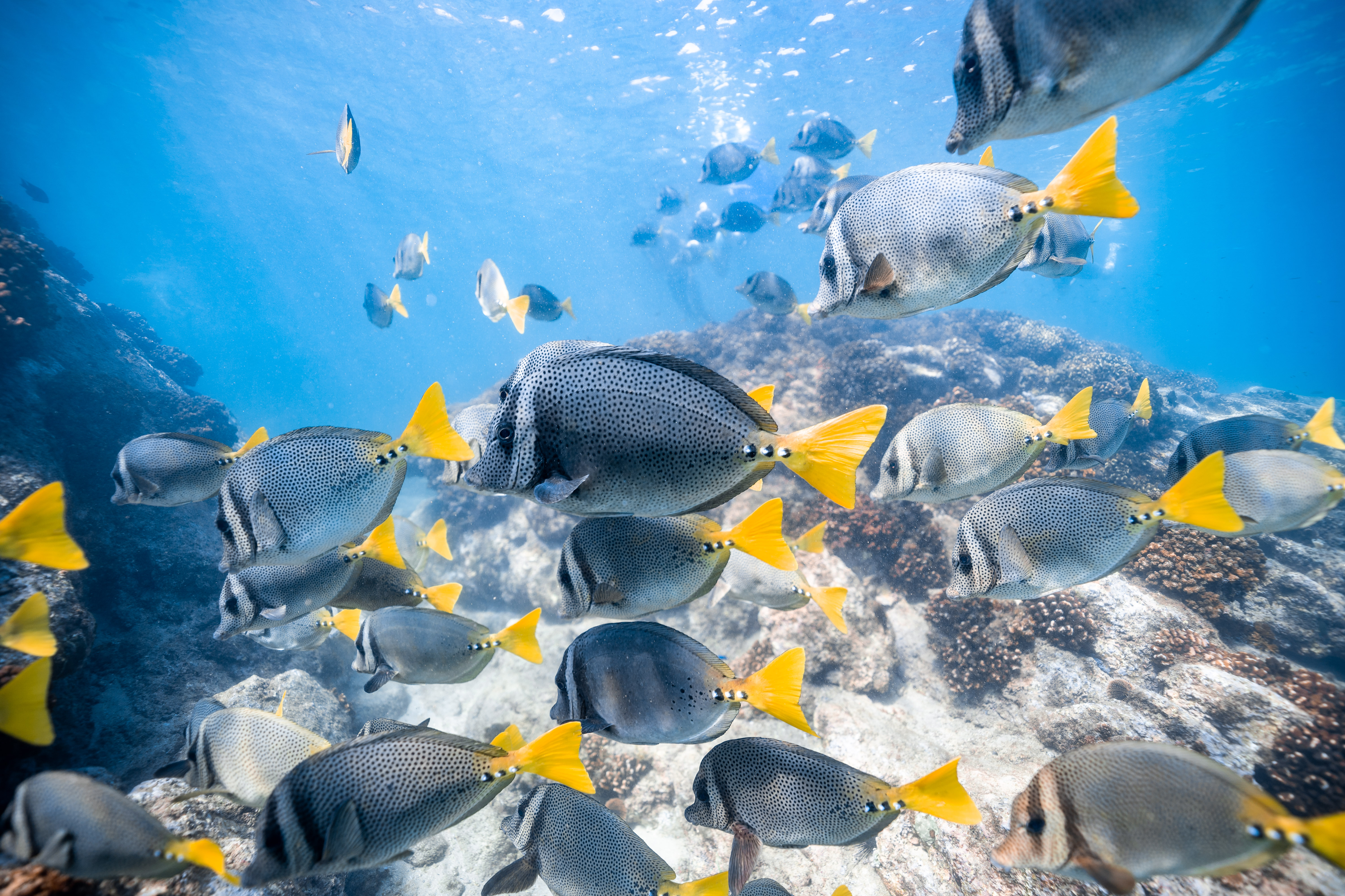 Snorkeling in Los Cabos with Pickup - Accommodations in Cabo San Lucas