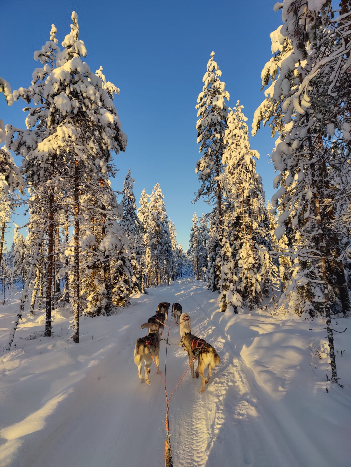 Visita à Fazenda de Huskies e Safari de Trenó 2H com Recolha em Grupo Reduzido - Acomodações em Rovaniemi