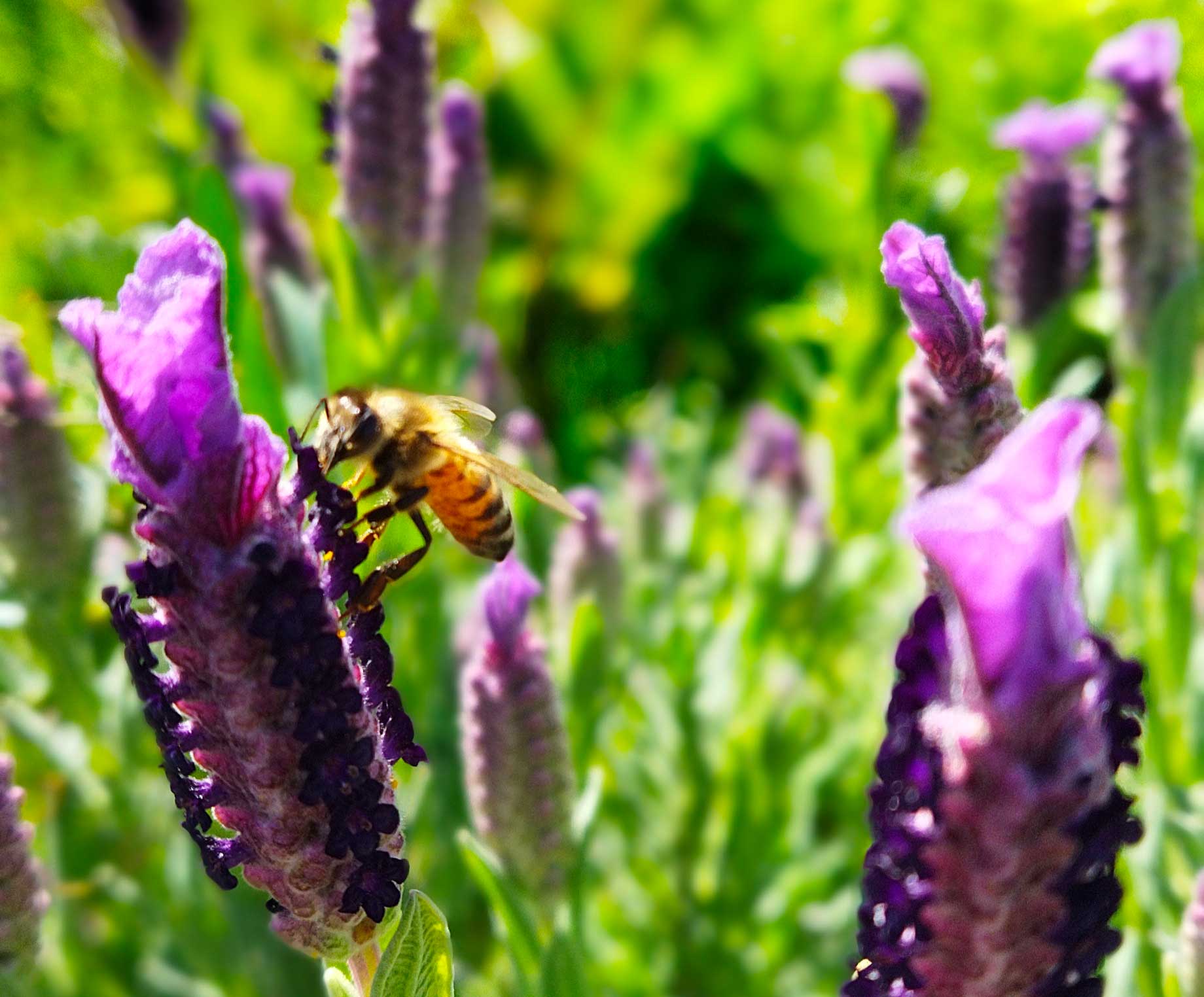 Bosa: discover the products of the beehive - Photo 2