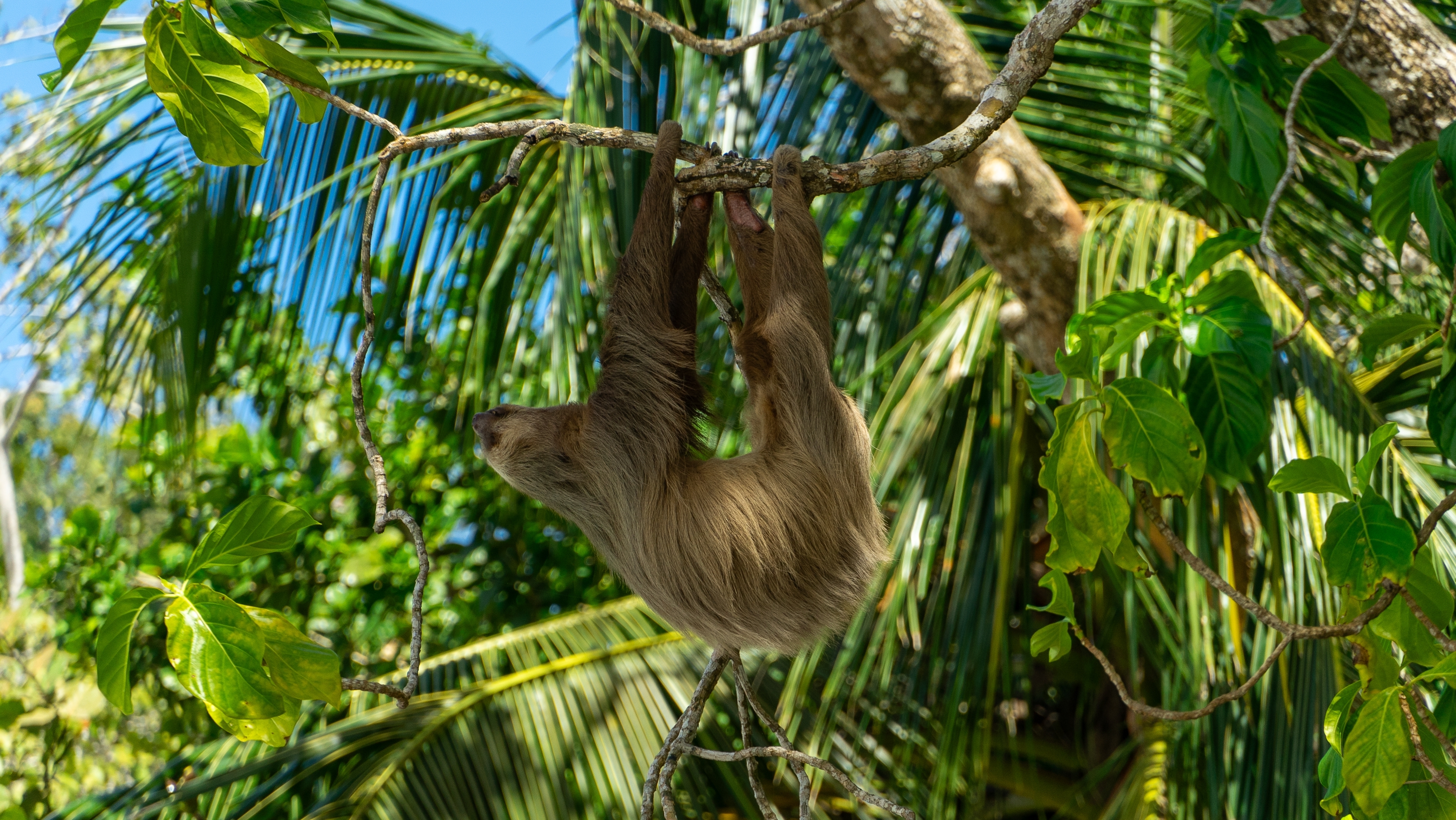 Vacaciones en la playa de Cahuita - Foto 2