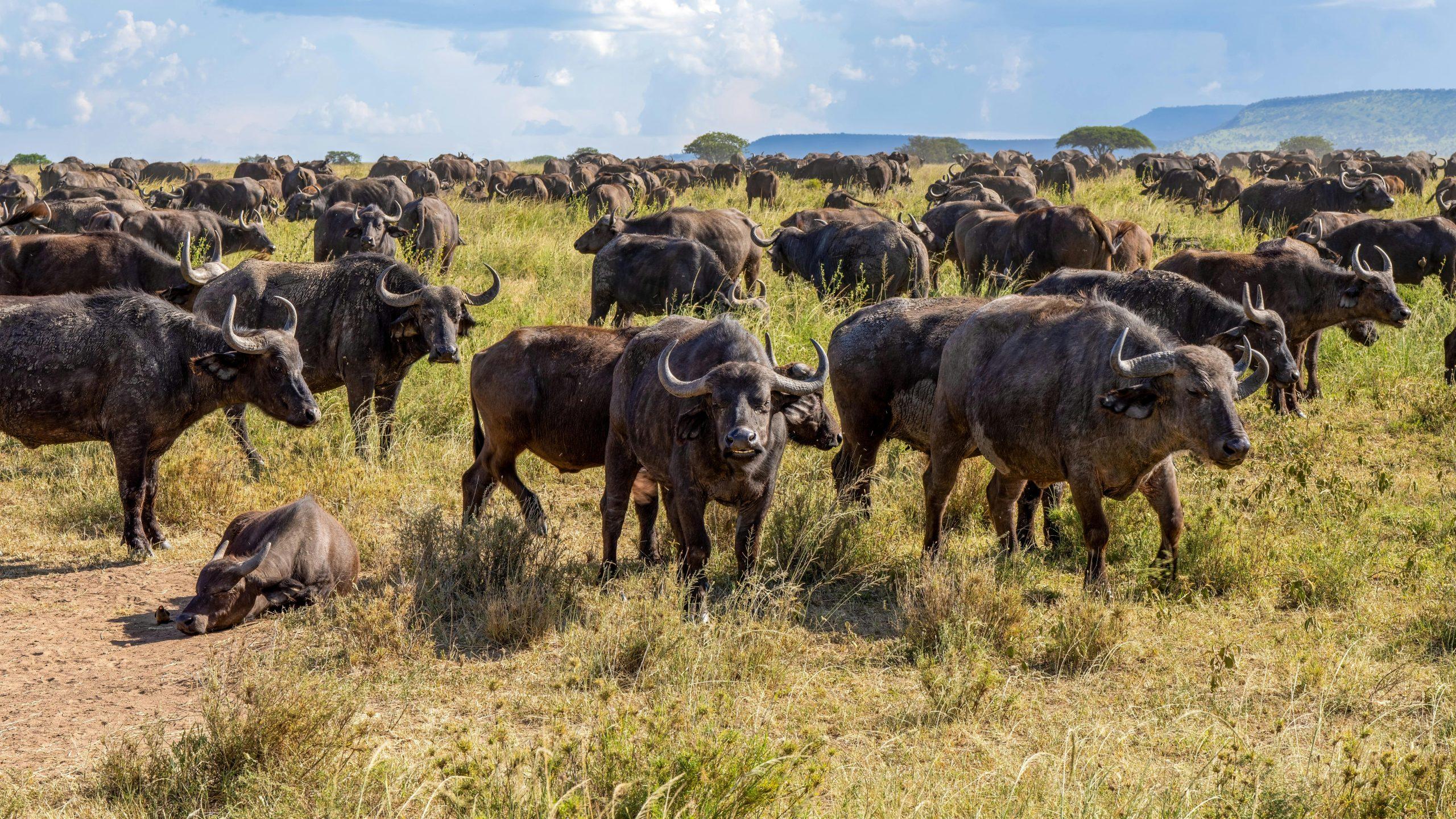 10 Day Kenya Safari Beyond the Ordinary – Big Five, Lakes & Wild Frontiers – photo 1