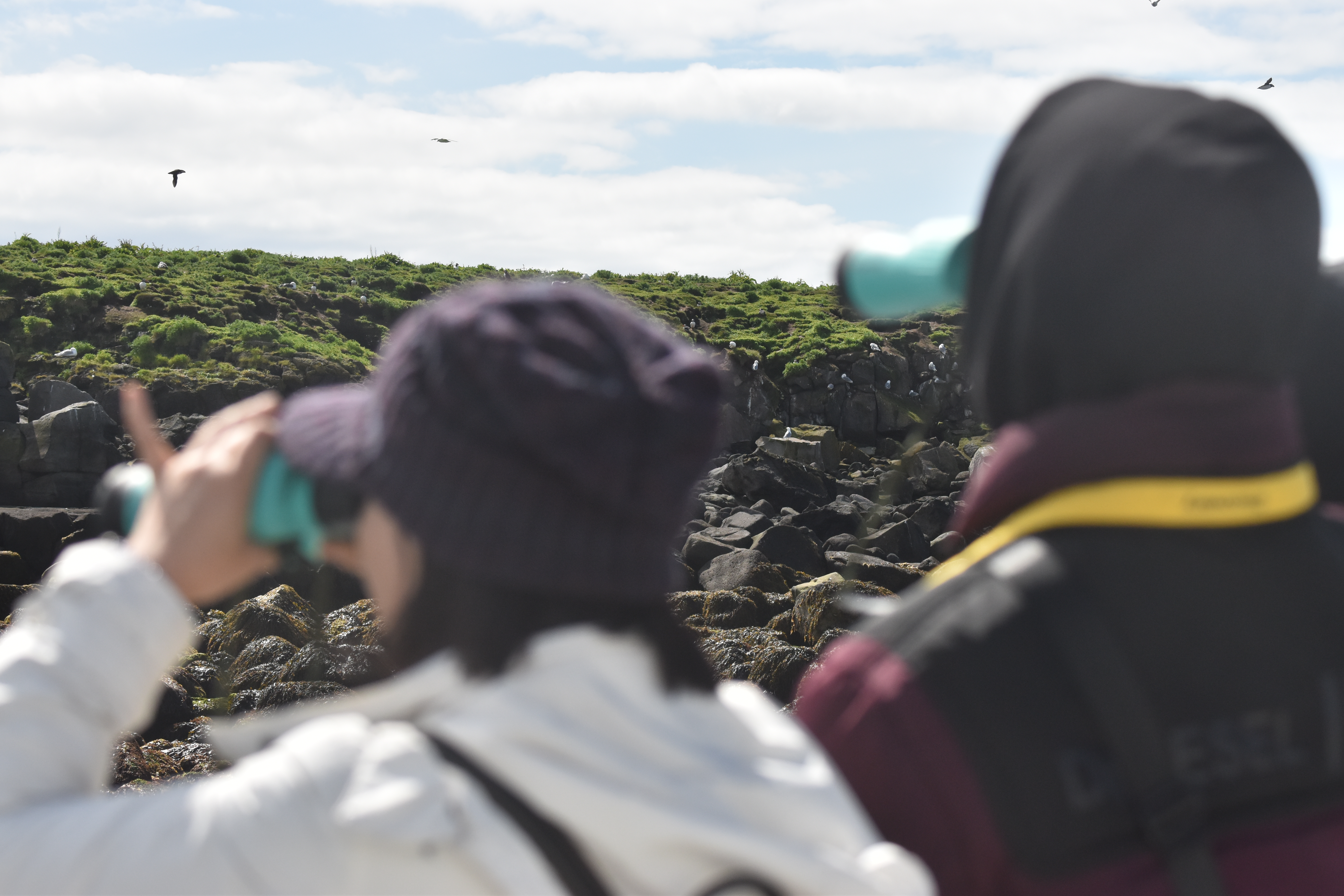 Reykjavík Classic Puffin Watching