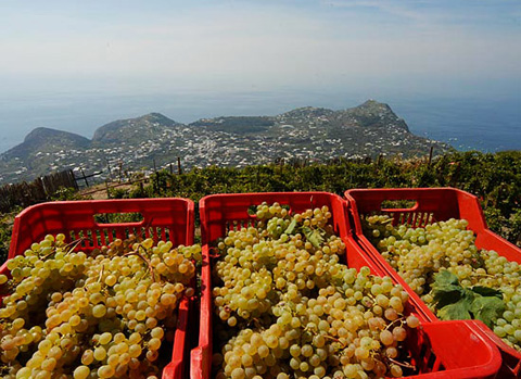 Ischia: 3 Hours Wine Tasting Experience, Vineyards & Pick-up - Photo 7