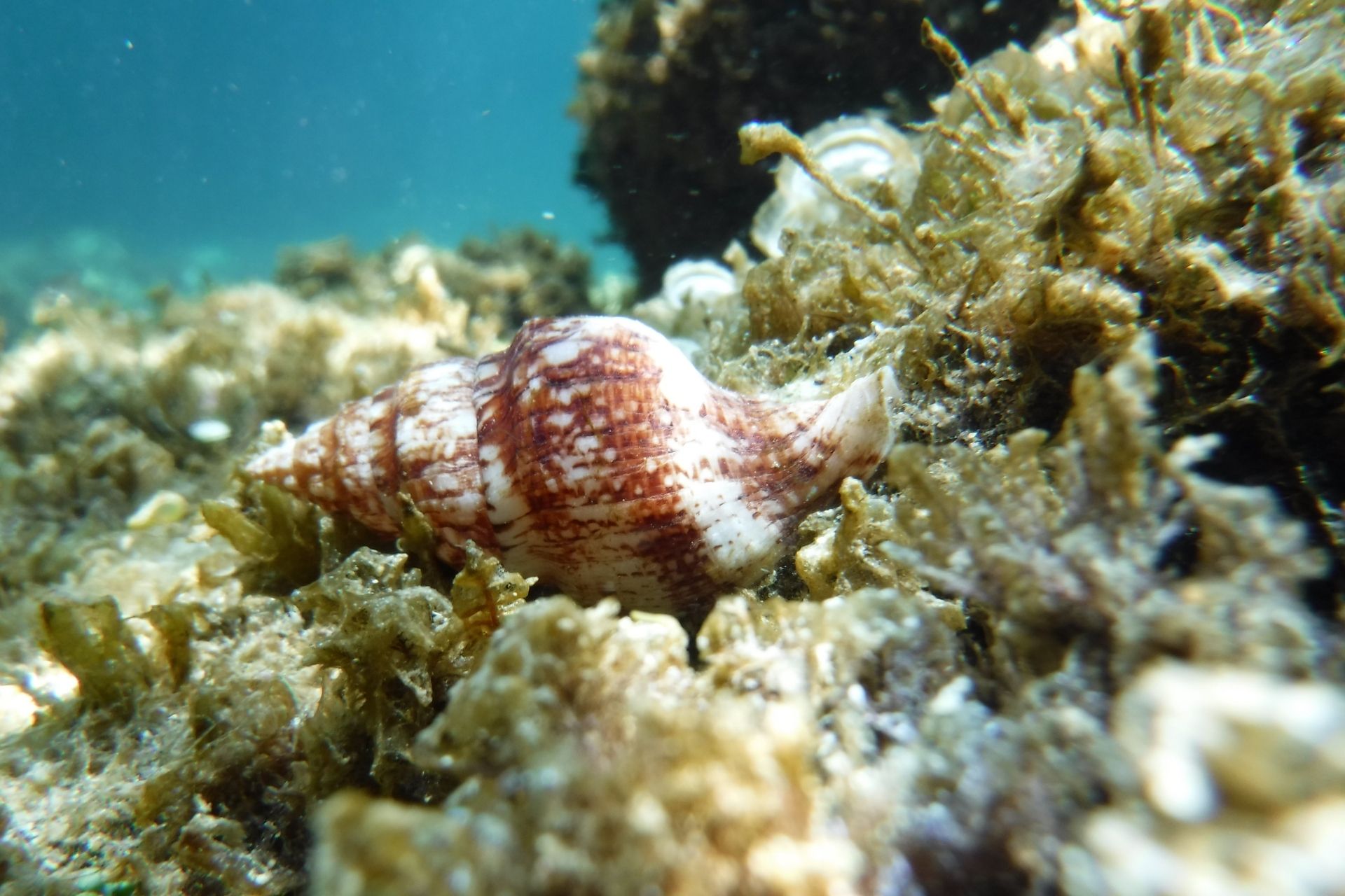 Porto Torres: snorkeling in the Bay of Balai - Photo 8