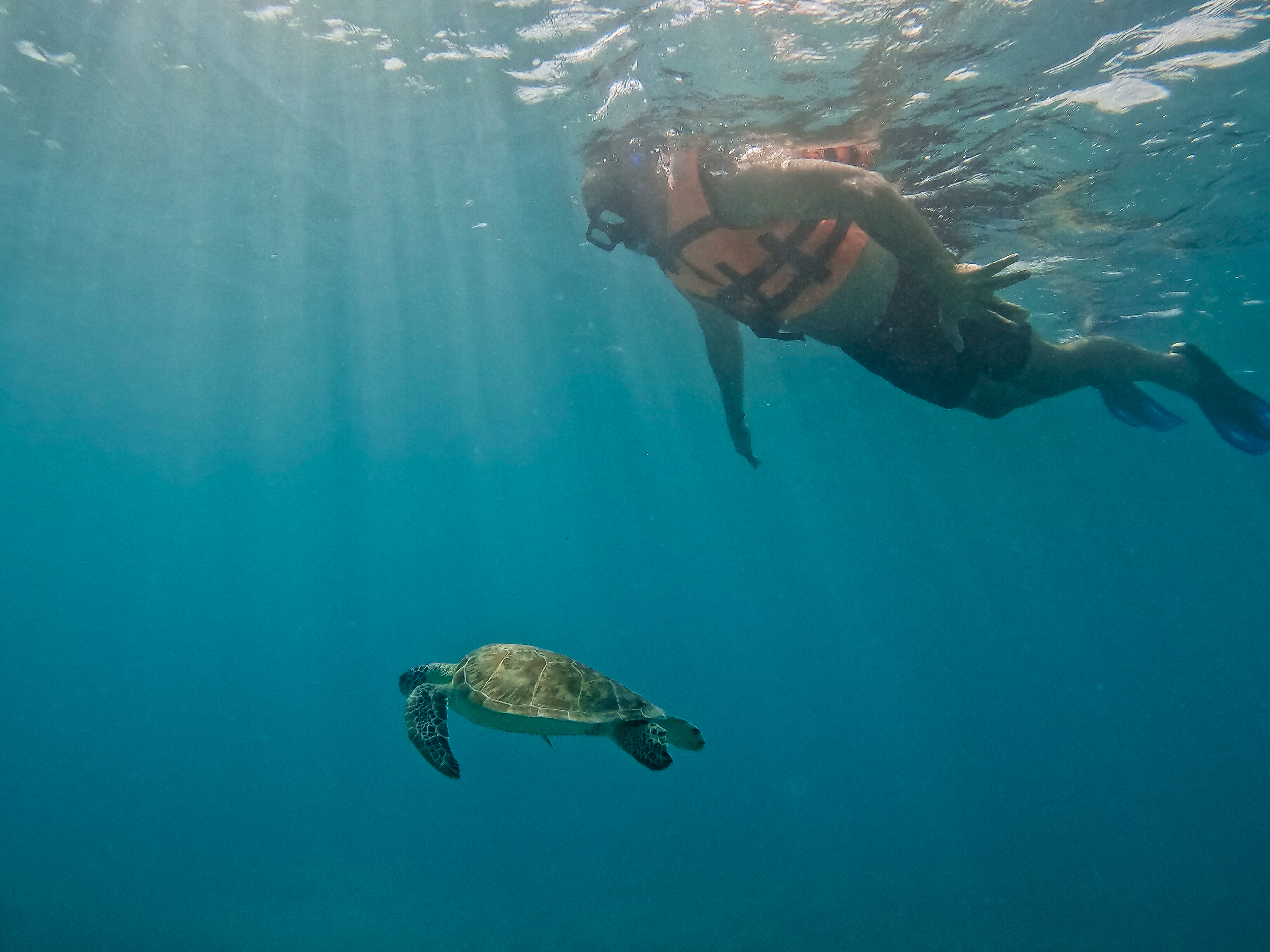 1.5 hours Snorkeling at Tulum's paradise reef — 19/92