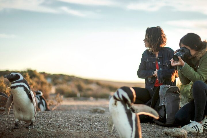 Estancia San Lorenzo: Hogar de la colonia de pingüinos más grande