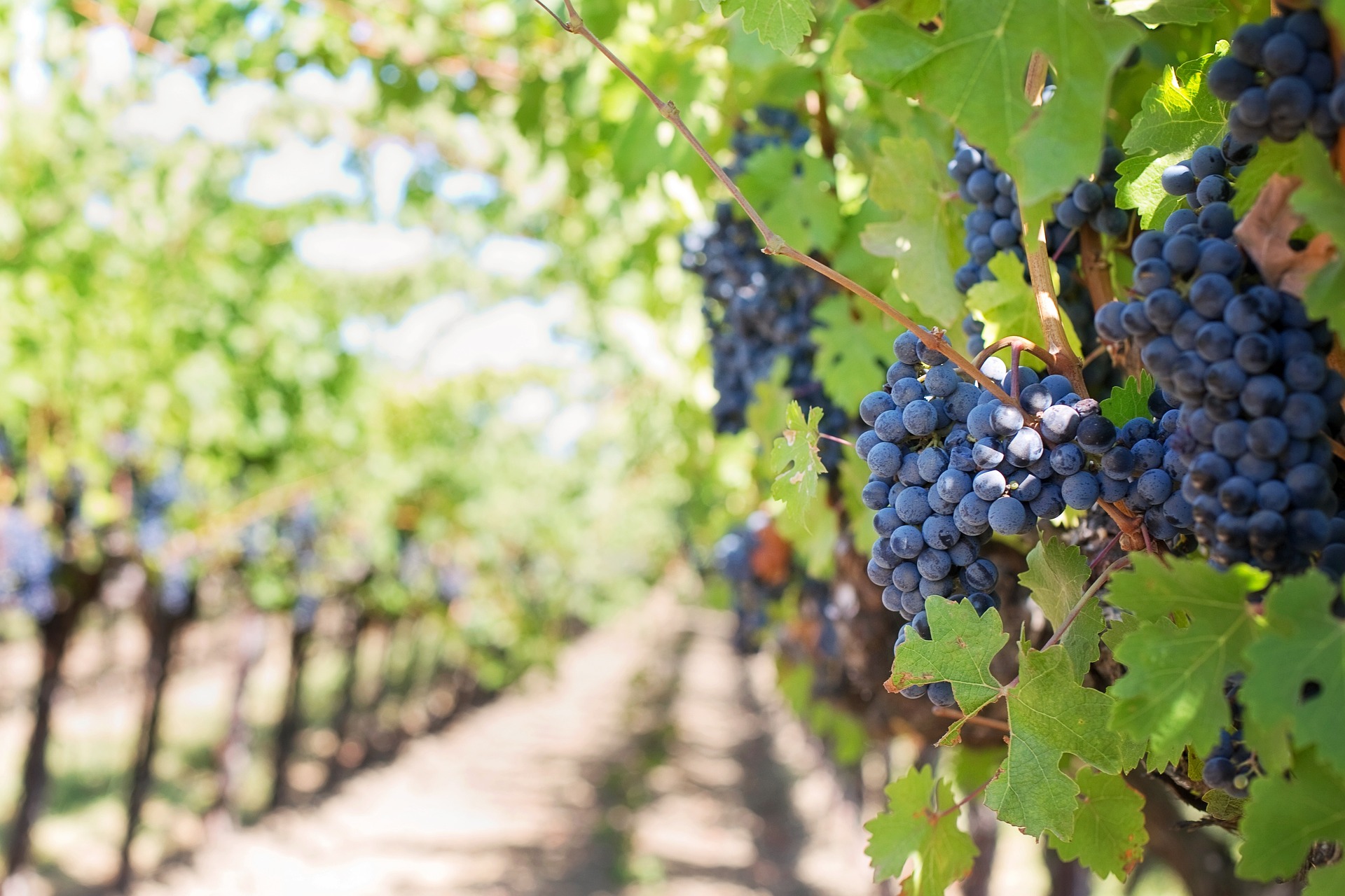 Walkin' the Wine! Stroll around the suggestive Tuscan vineyards & Wine Tasting    - Photo 4
