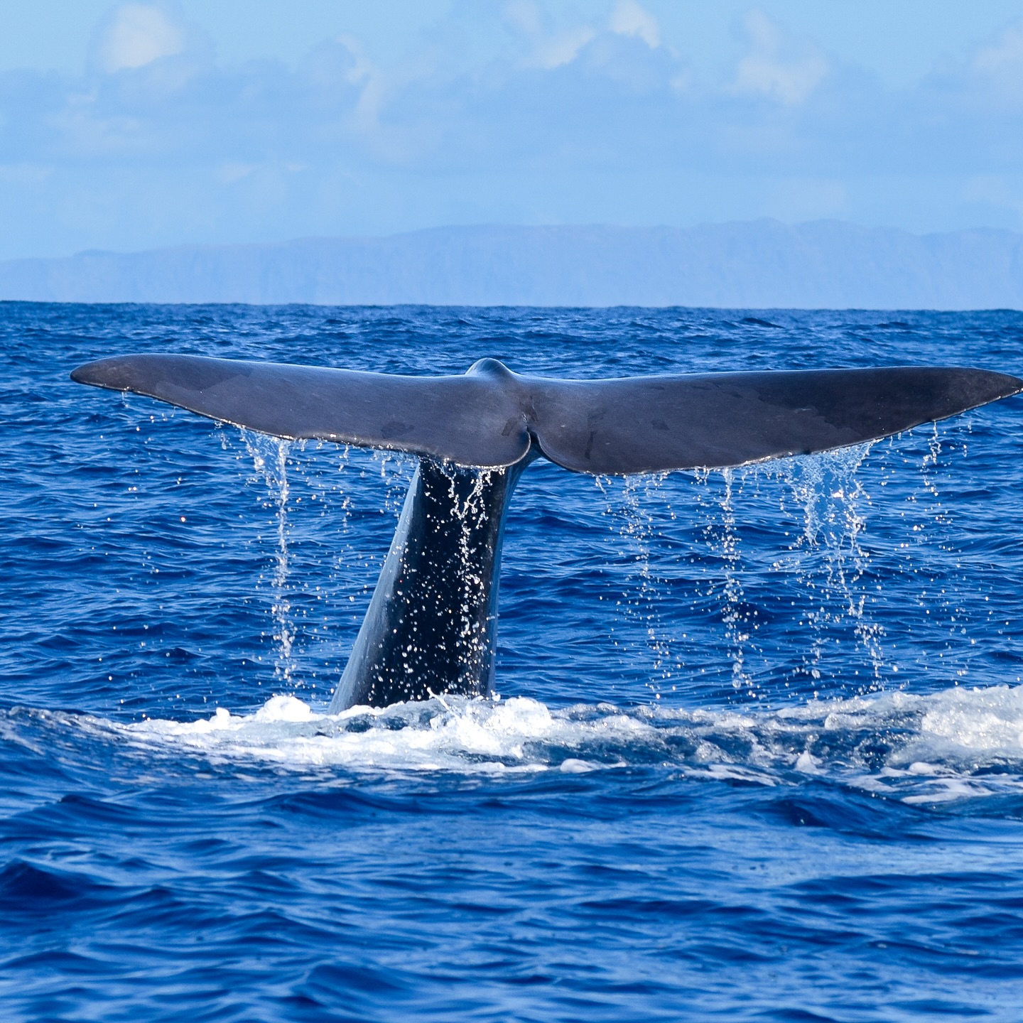 Tour responsable de avistamiento de ballenas y delfines - Funchal