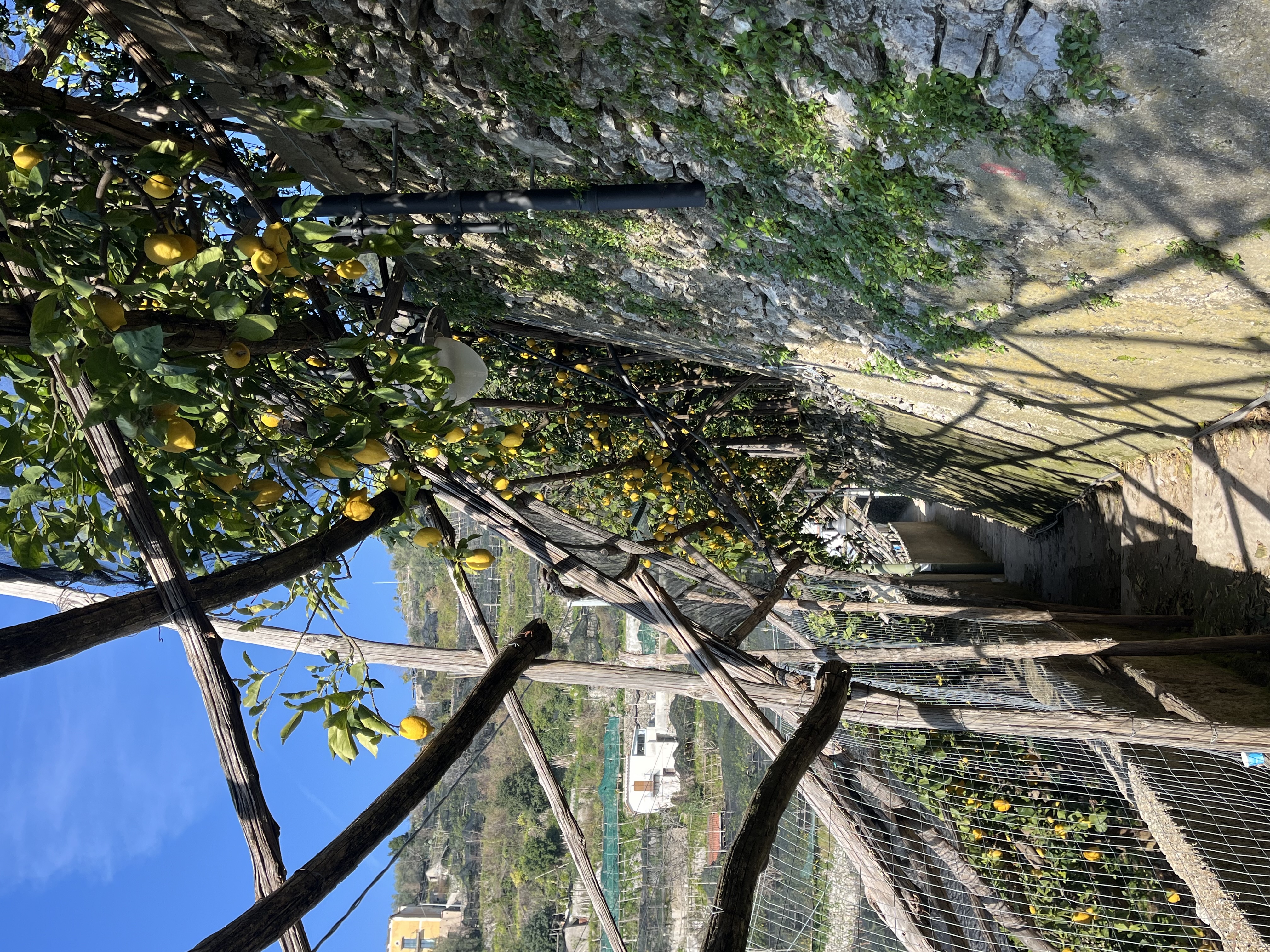 Lemon trees growing on terraced hillside under blue sky.