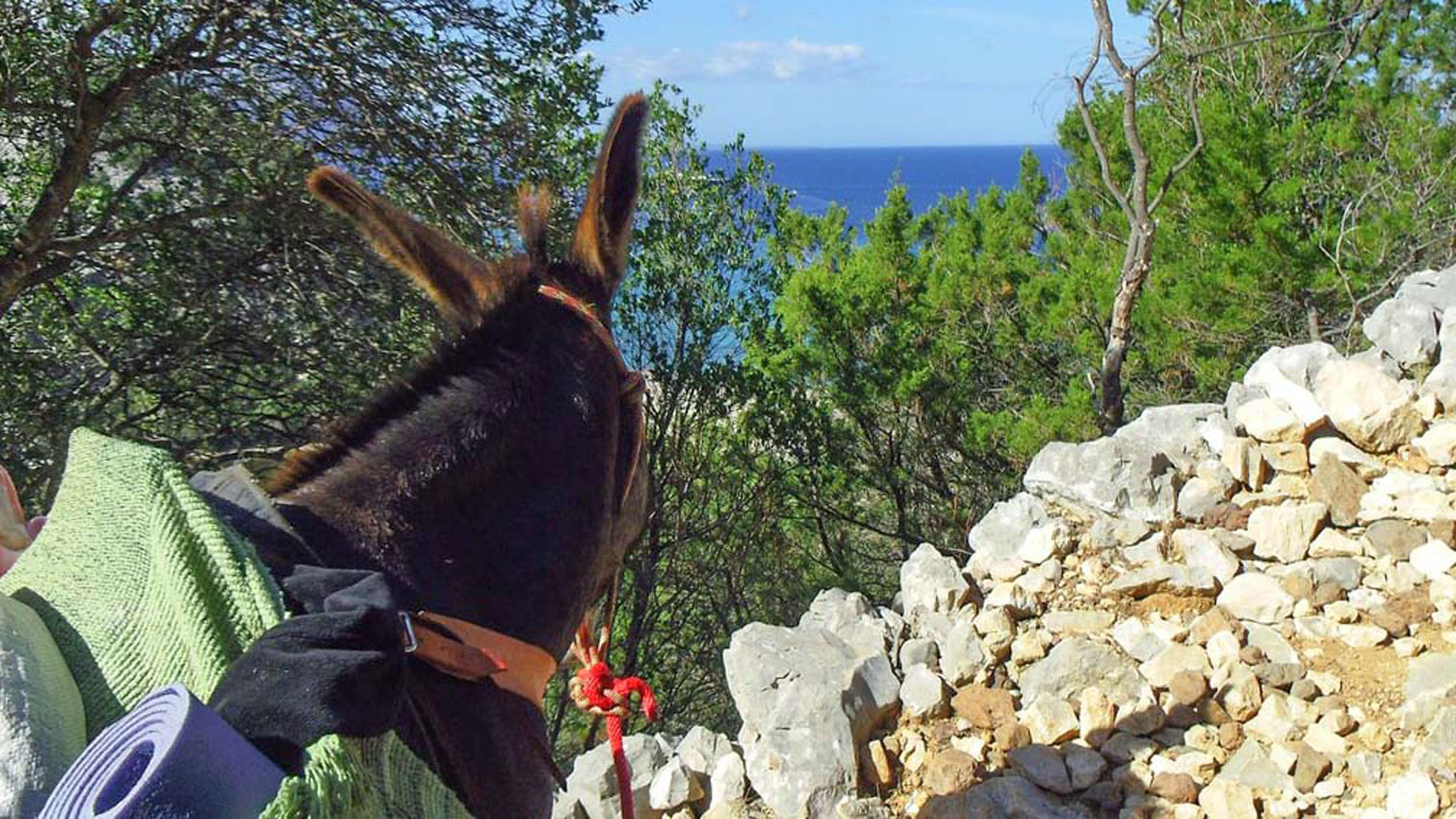 From Dorgali: 3-day donkey trekking in the Gulf of Orosei - Photo 5