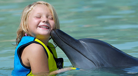 Play With Dolphins (Shallow Water) – Image 3 | WeShare