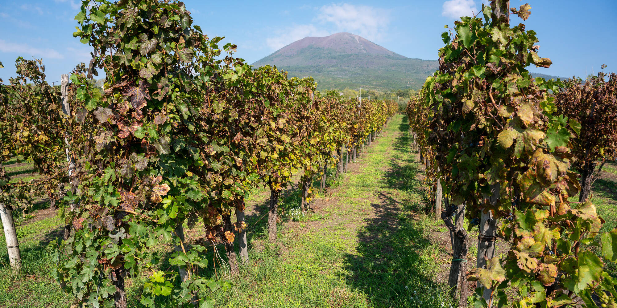 CATA DE VINOS DE LUJO Y PALACIO PORTICI - Foto 4
