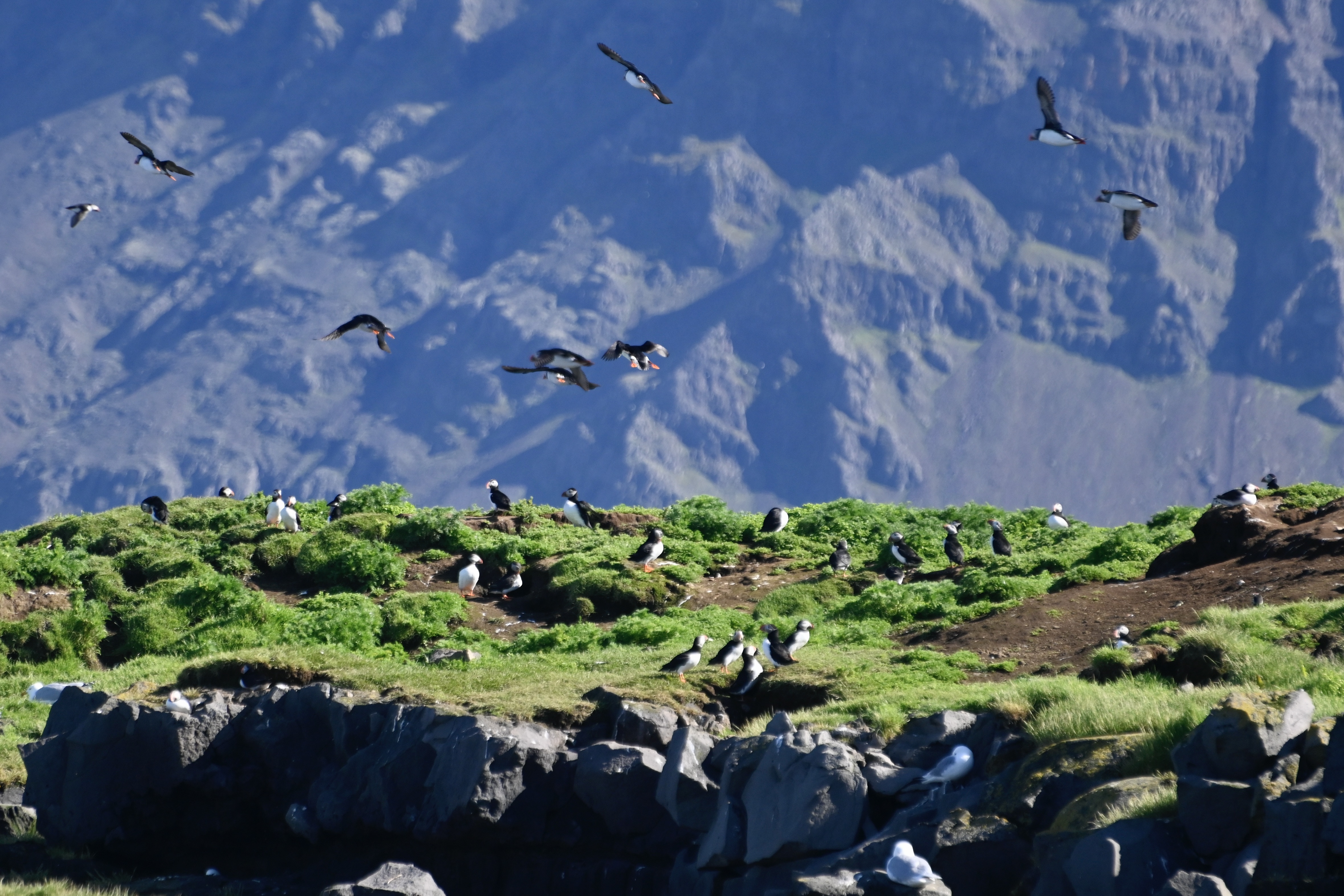 Reykjavík Classic Puffin Watching