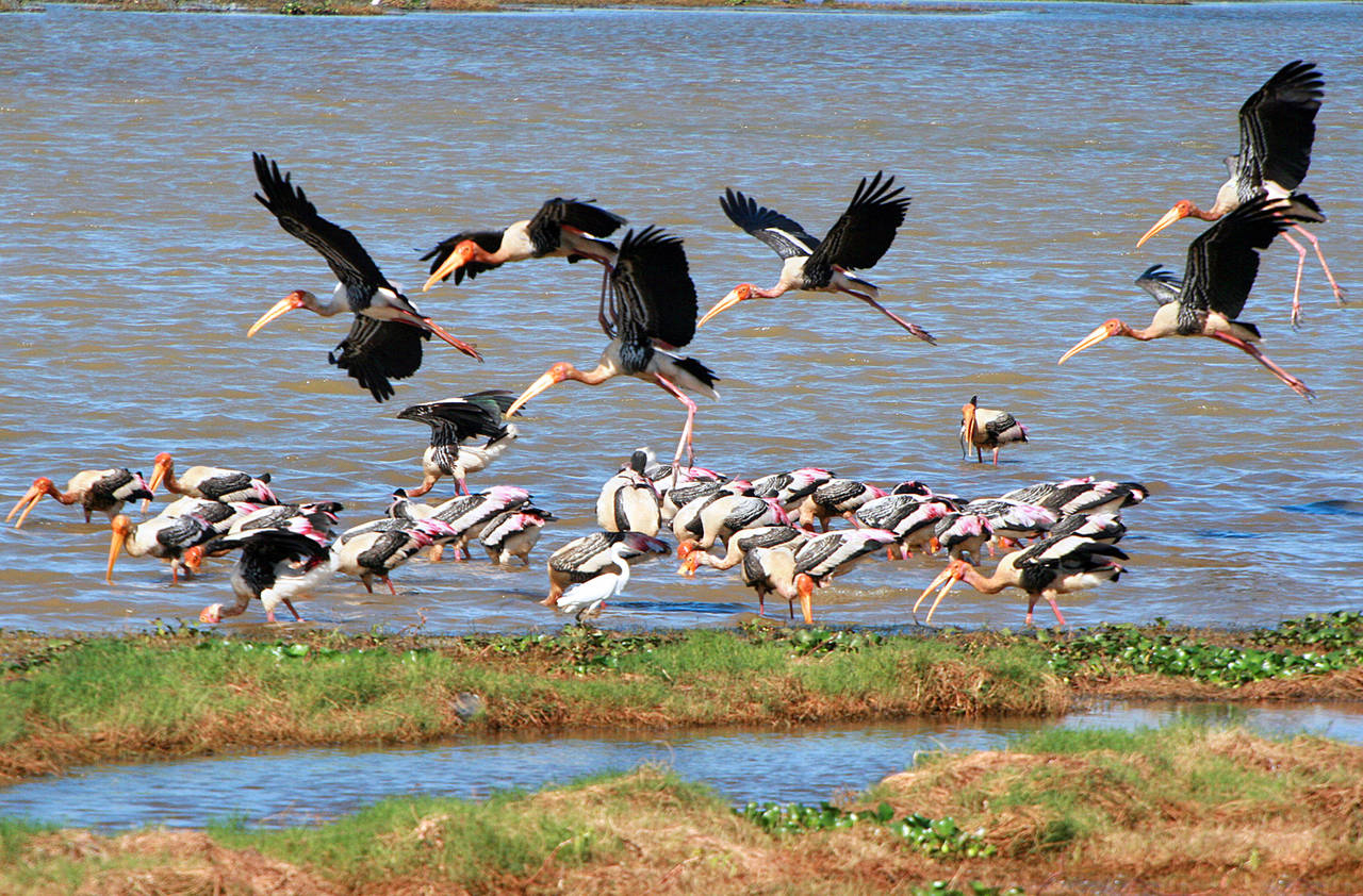 Kumana National Park Private Safari with Naturalist including Jeep