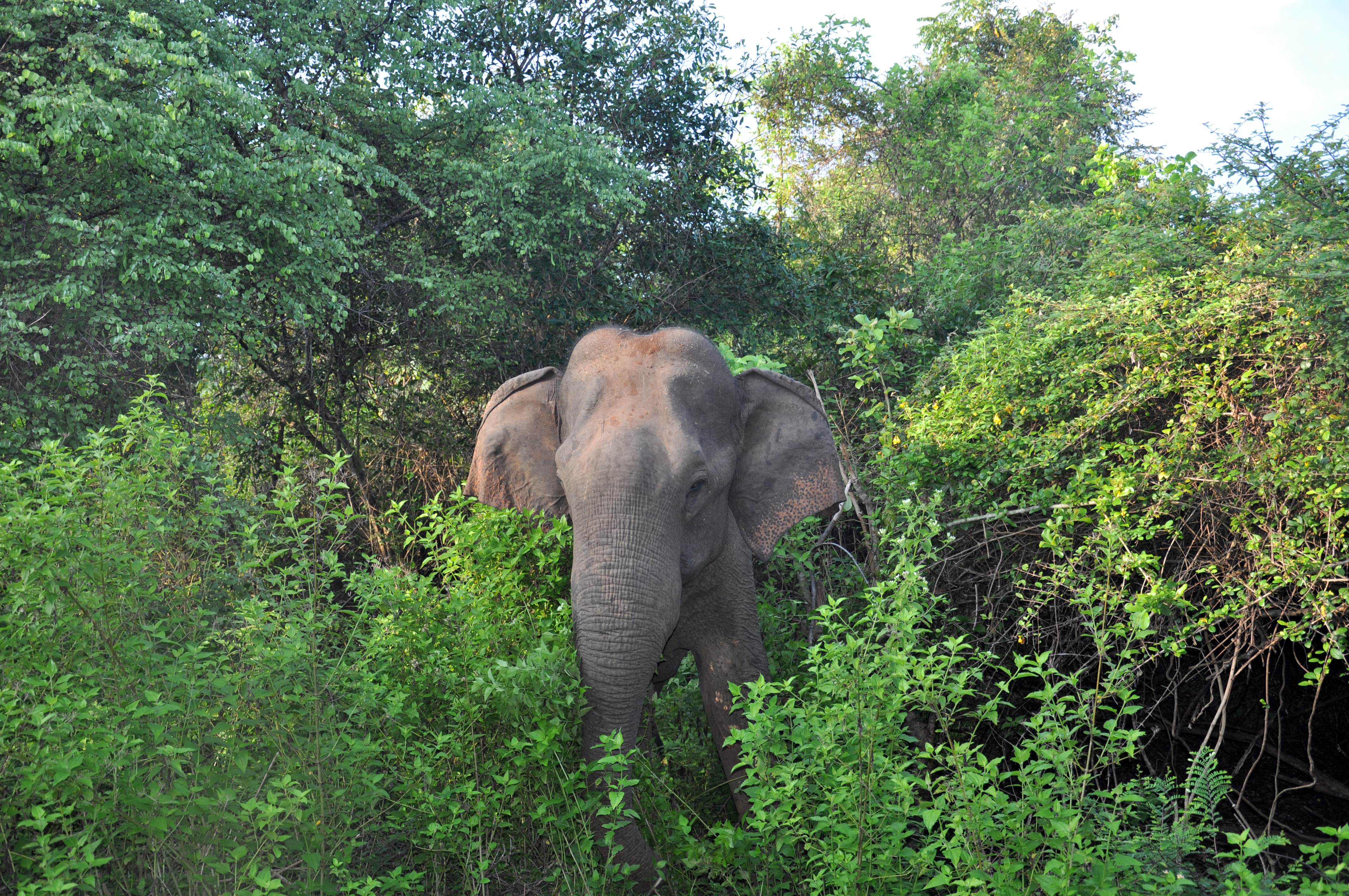 Elephant Explorer Tour with Naturalist from Udawalawe