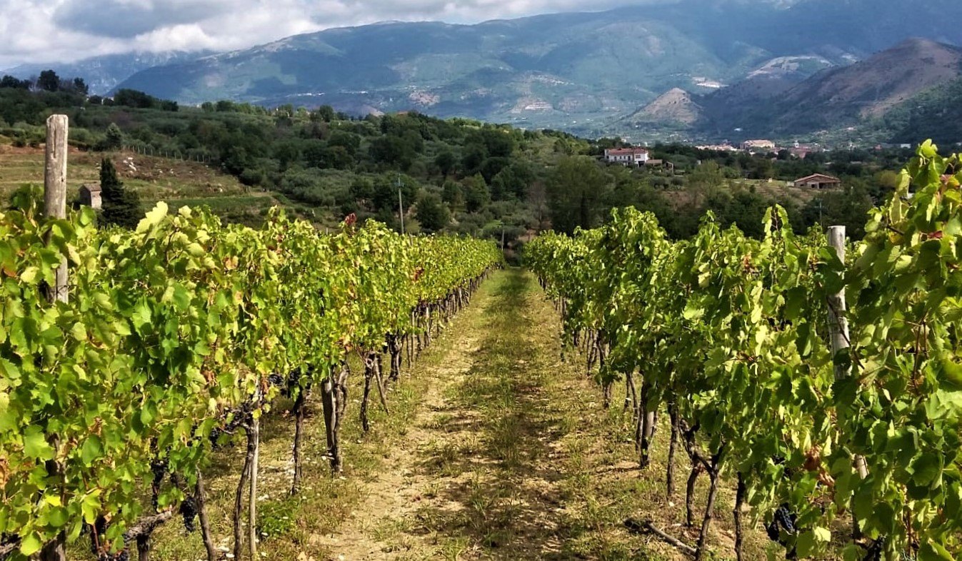 Wine tasting, visit to the wine cellars with cooking class and lunch in Sant'Agata de 'Goti - Photo 9