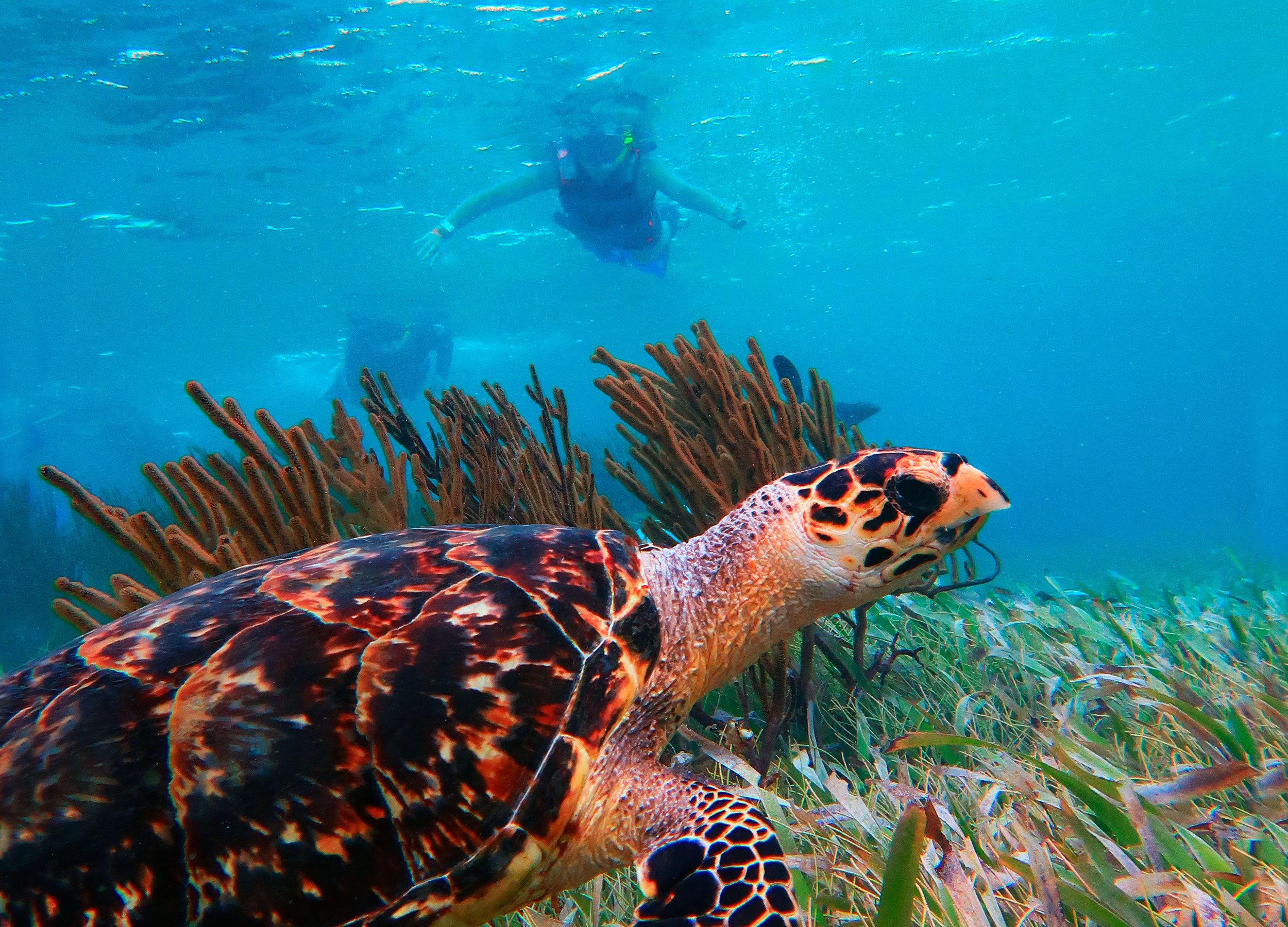 Esnórquel en Arrecifes del Parque Nacional desde Cancún con Almuerzo frente a la Playa — 9/21