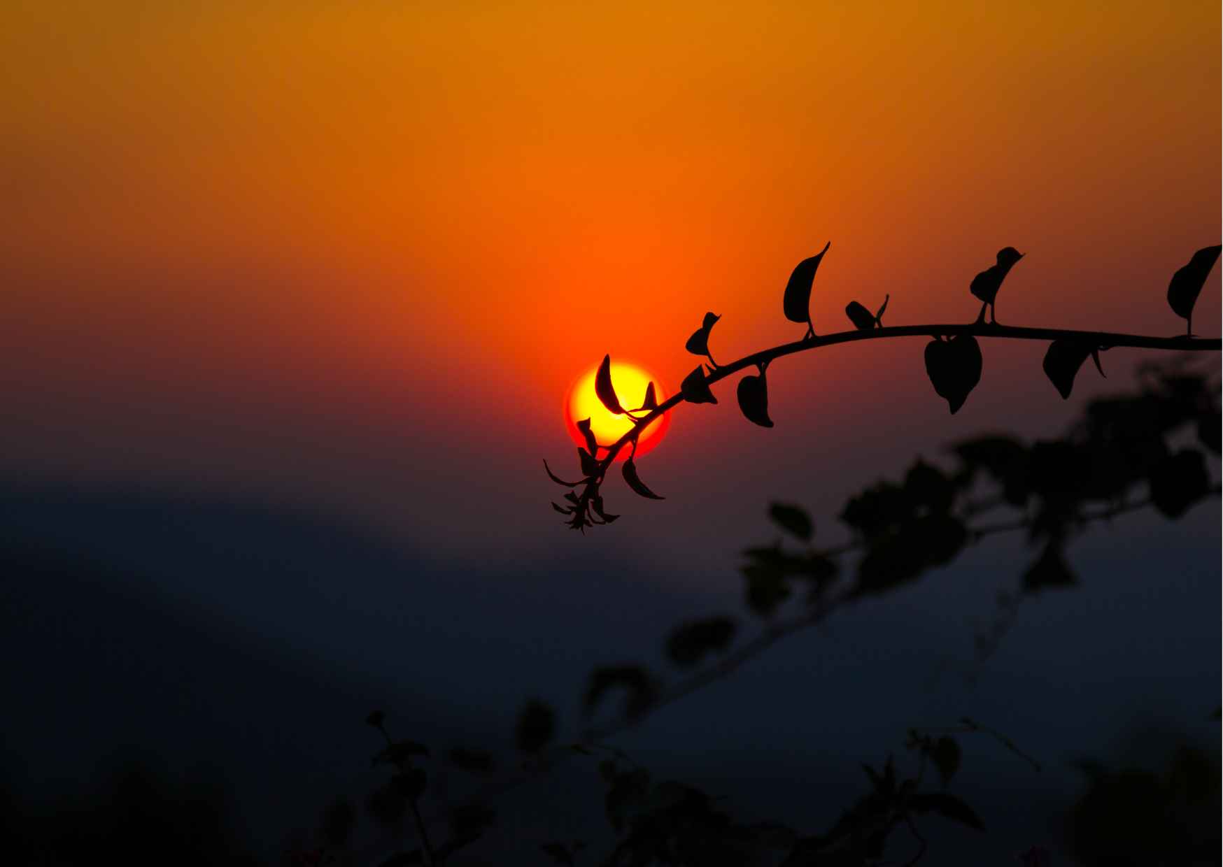 Day Trip to Chikmagalur (Guided Sightseeing Tour by Car from Mysore) - Photo 7
