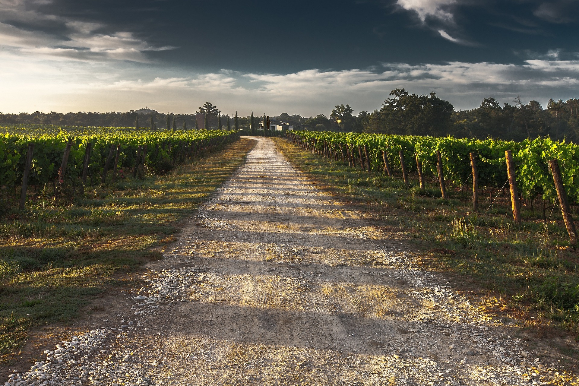 Walkin' the Wine! Stroll around the suggestive Tuscan vineyards & Wine Tasting    - Photo 6