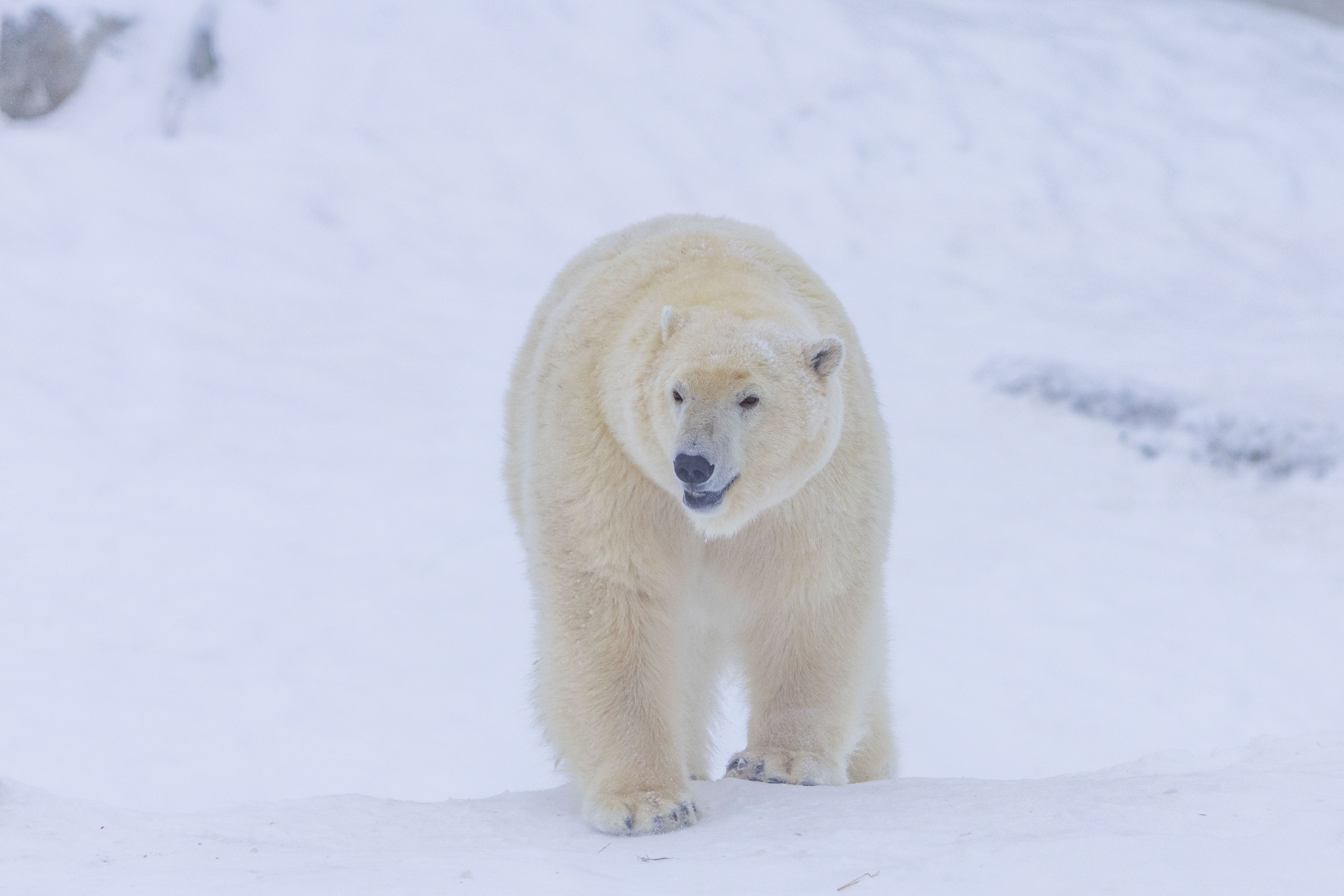Arctic Zoo – Day in Ranua Wildlife Park – Image 1 | WeShare