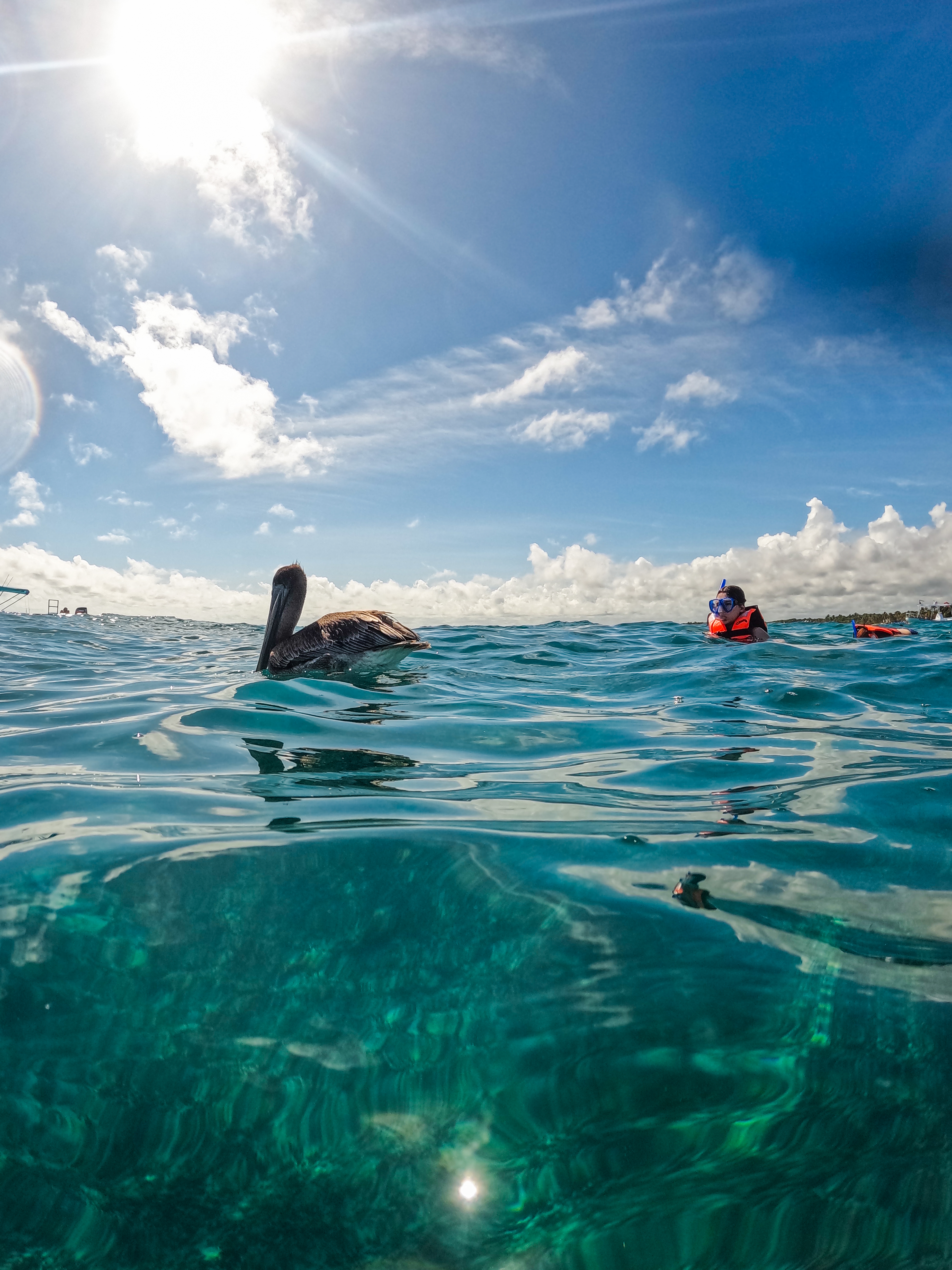 1.5 hours Snorkeling at Tulum's paradise reef — 65/92