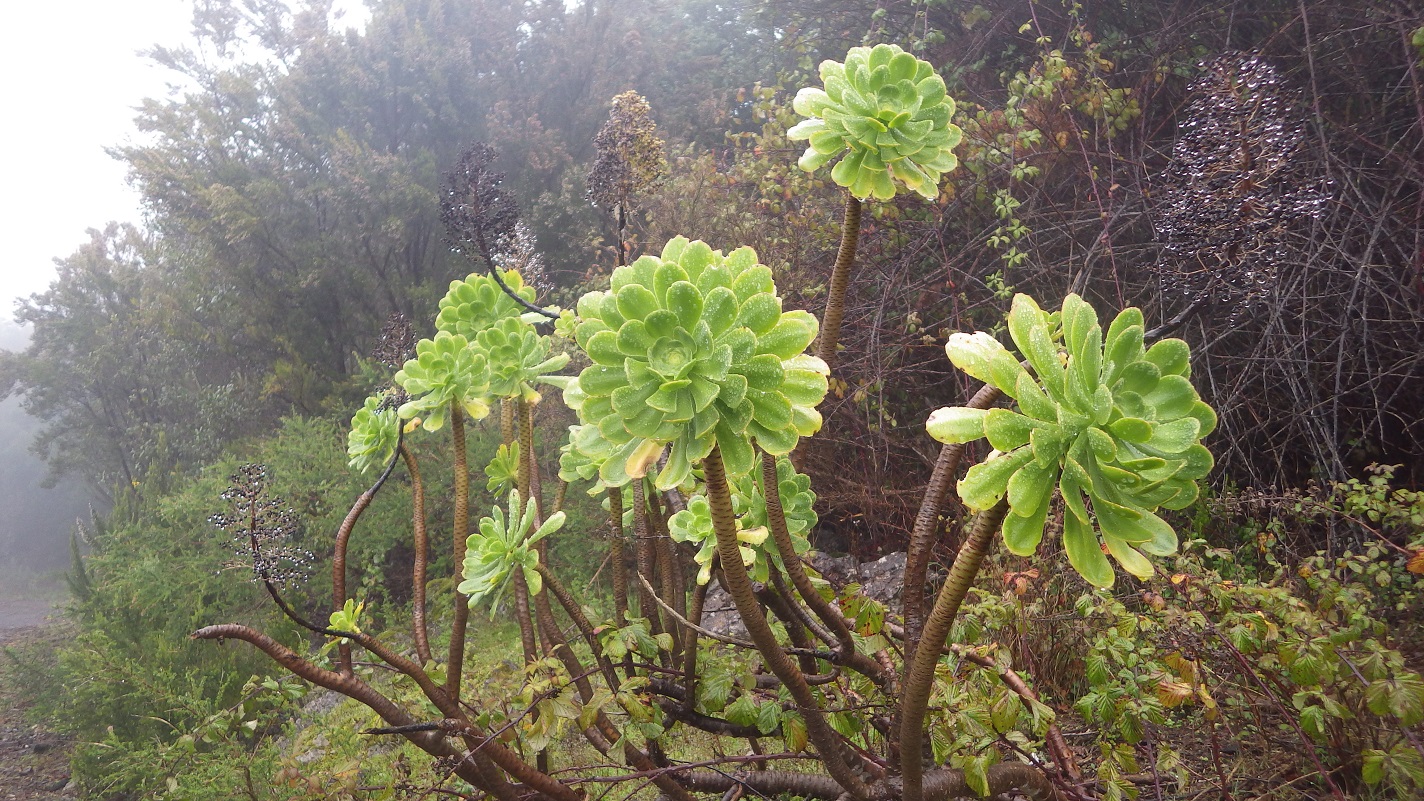 9 Days / 8 nights - Hiking Highlights of Tenerife - Photo 6