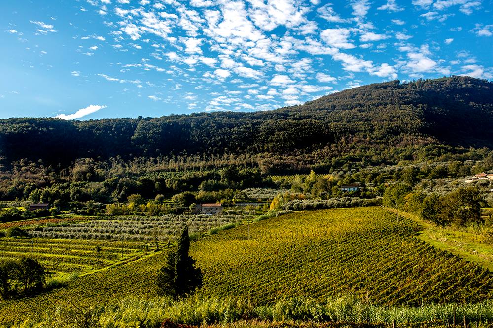 Sant'Agata de' Goti: Wine Tasting and Cellars visit  - Photo 2