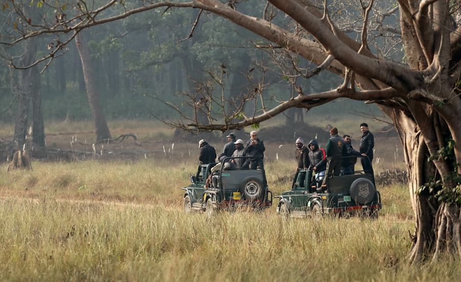 Tigres y senderos: safari de aventura en el centro de la India