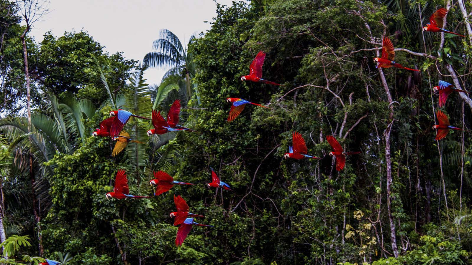 Pmal-04 : Macaw Büyüsü: Tambopata'nın Killi Yalağında 3 Gün