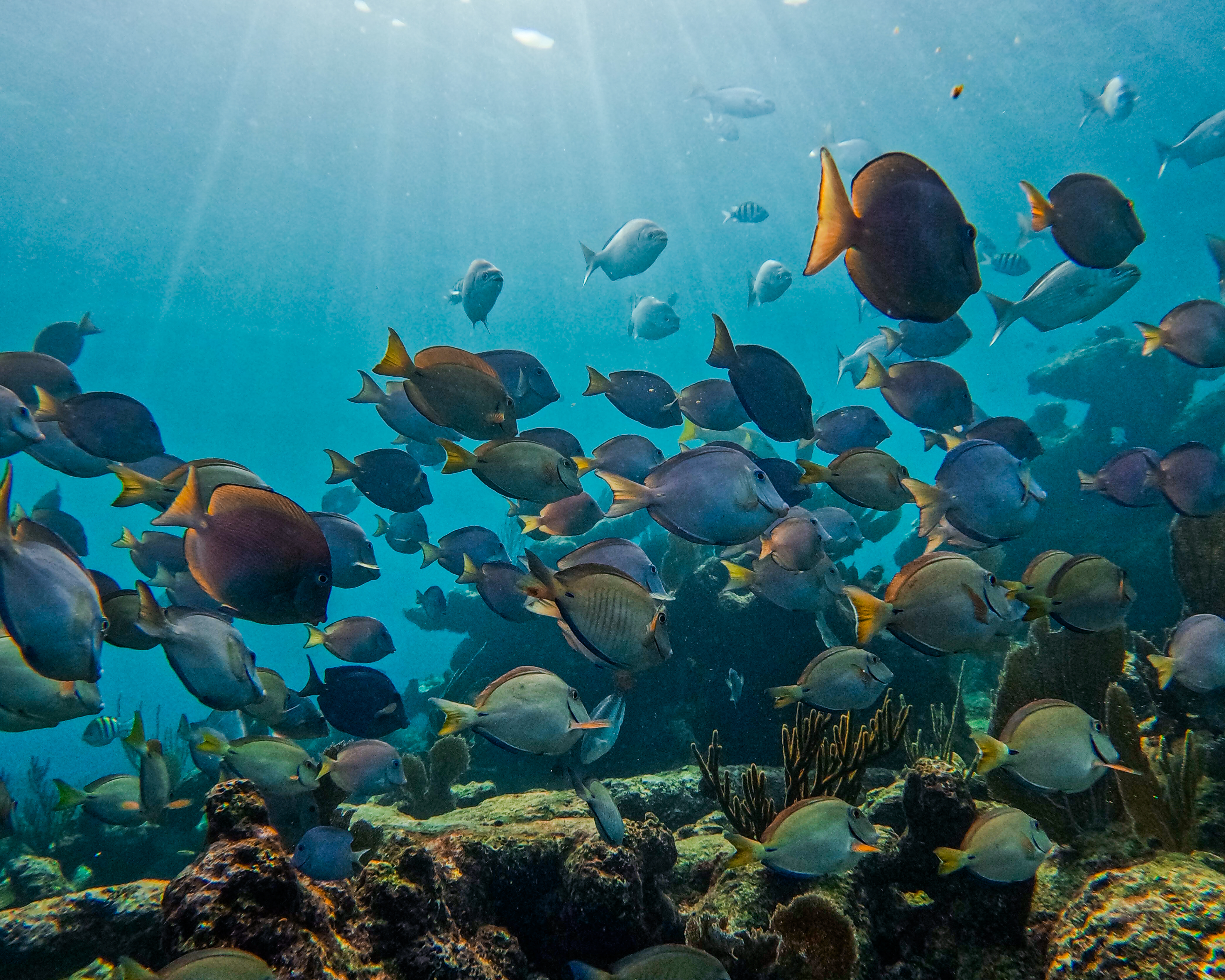2 horas de Snorkeling en dos puntos del arrecife de Tulum — 18/78